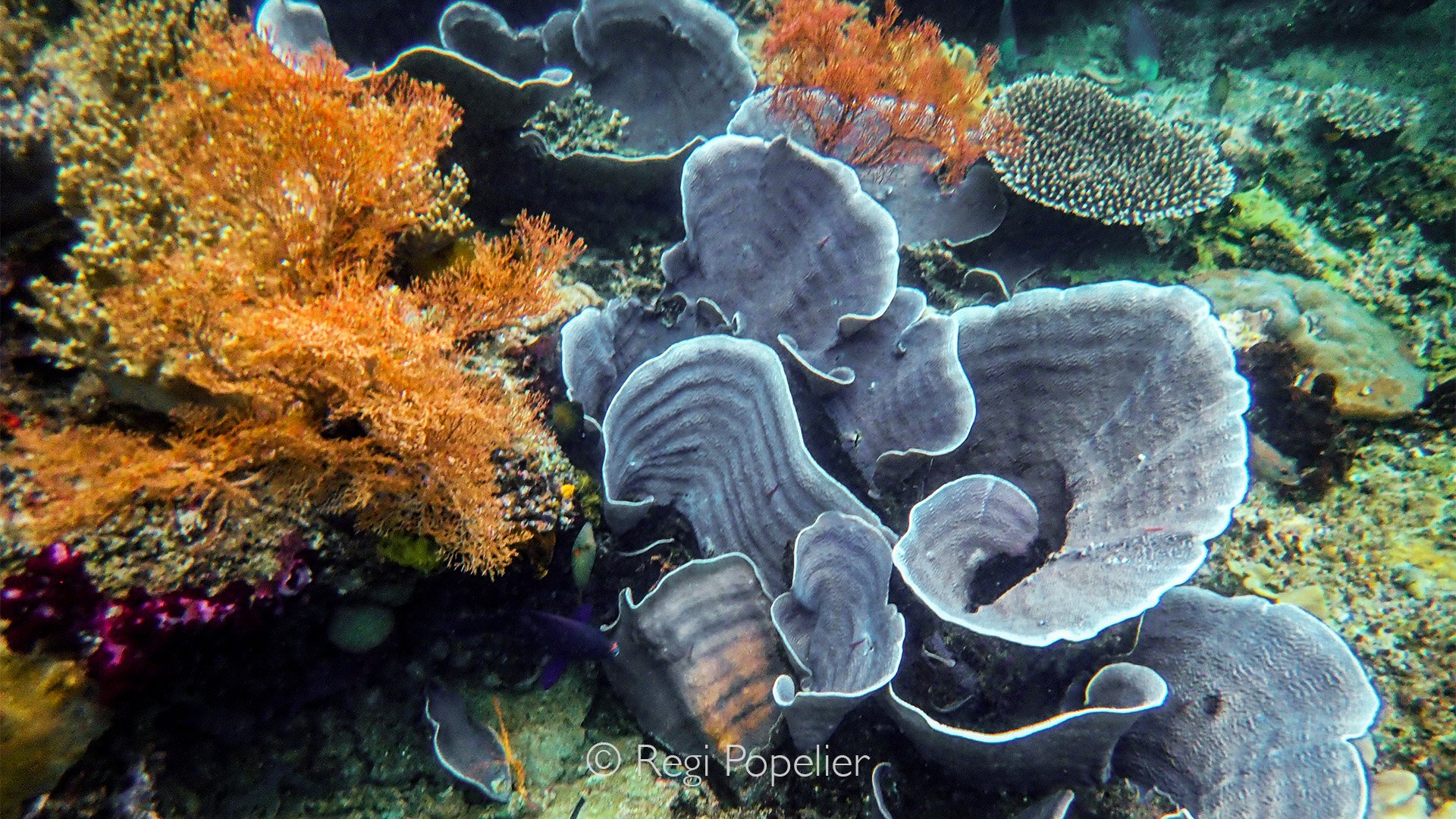 INDO104 - Bracket plate corals, Podabacia crustacea, Raja Ampat. 