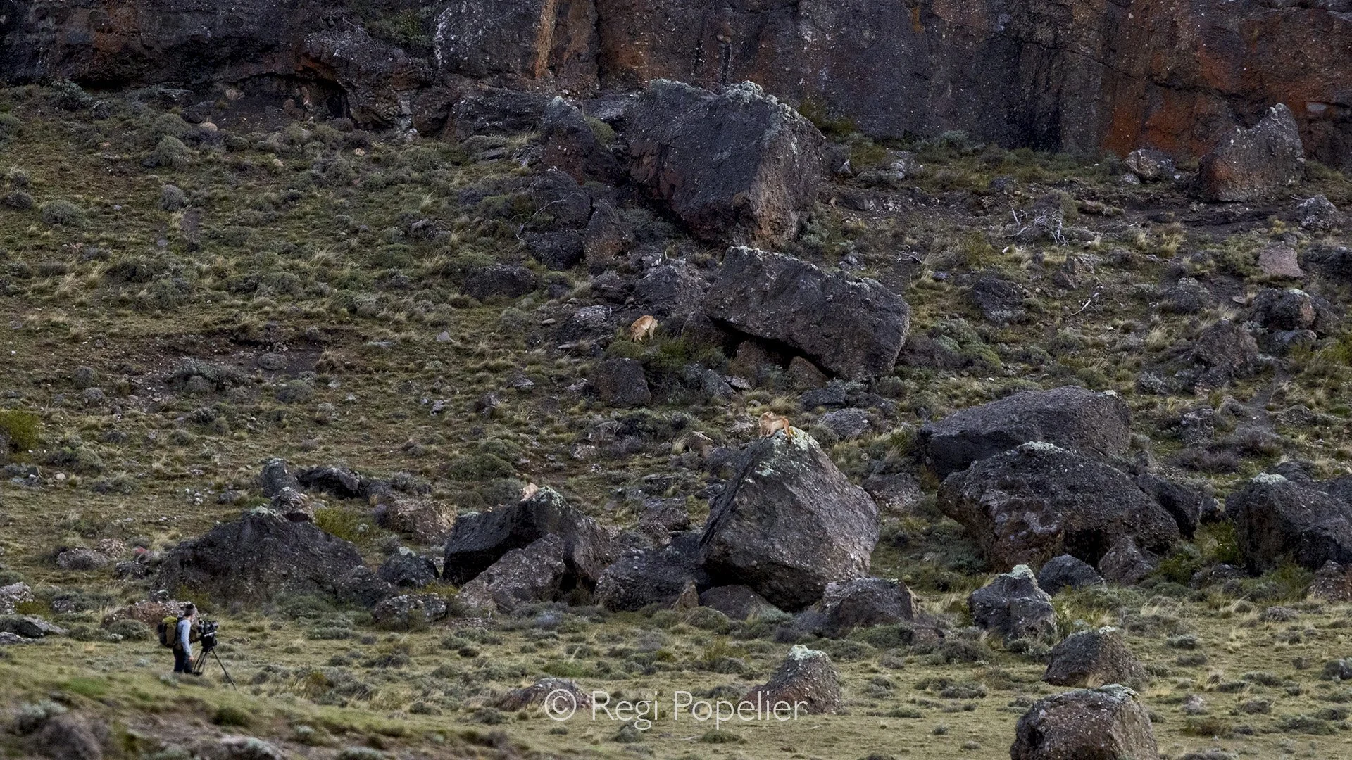 CHILI037 - We hadn’t realized that following the pumas came at a cost. As we were driven off by the so called owner, of these mountains  I took a final distant shot revealing a TV reporter standing rather close, while the cougars played on, as if hum