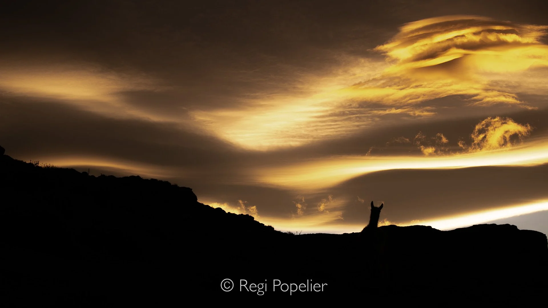CHILI008 - Silhouet of a guanaco at sunset. 