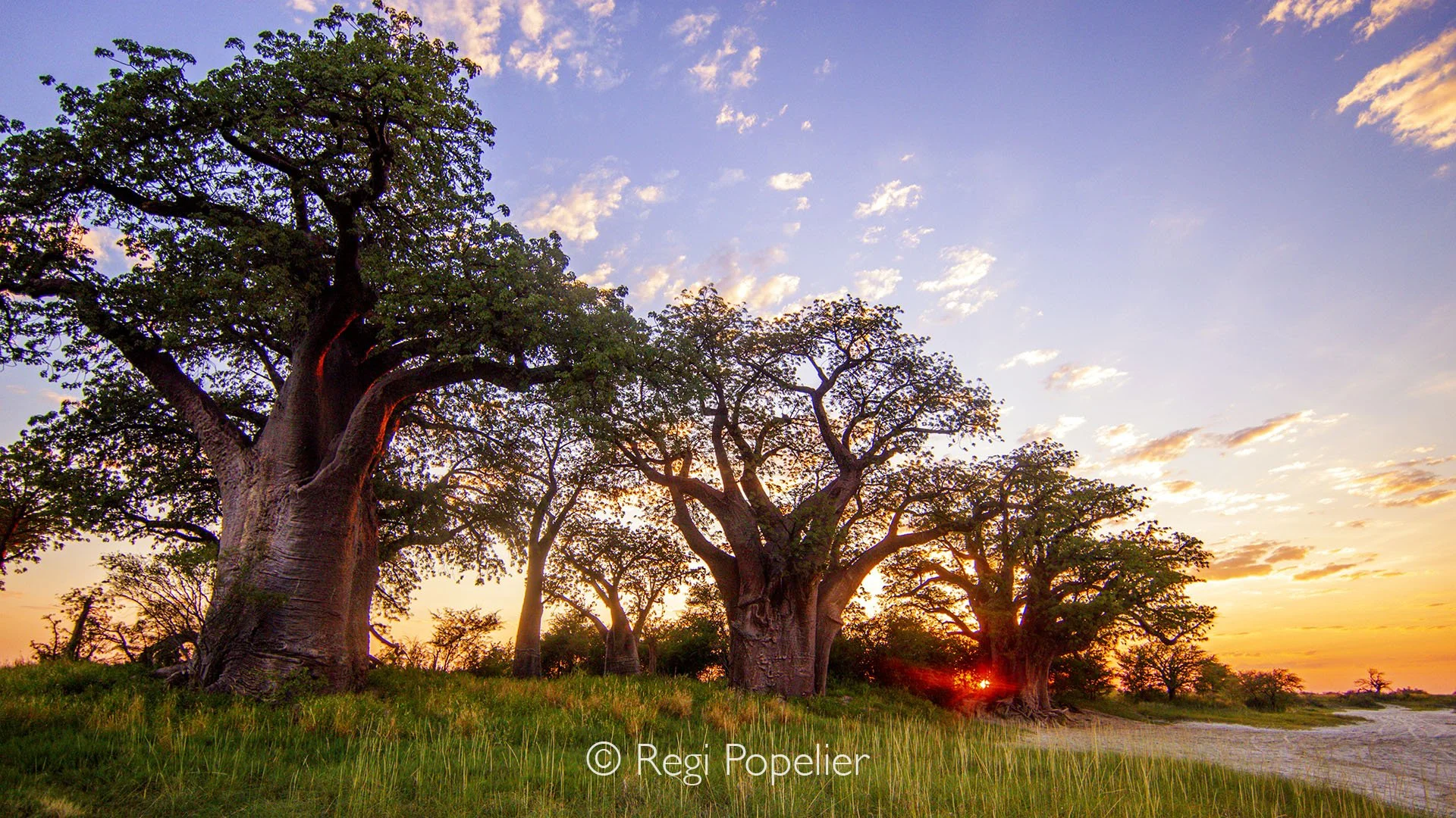 BOTS014 - Morning casts its first glow on Baines Baobab, turning the world into a place of quiet magic.
