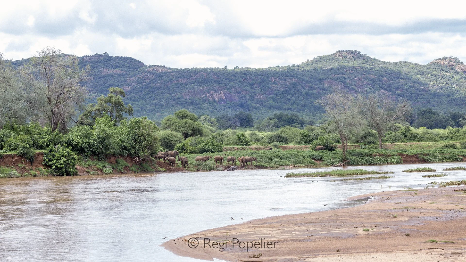 South Africa100 - The Limpopo  riverbank comes alive as elephants gather at the water's edge. From our lodge, we had the privilege of watching them drink peacefully, surrounded by one of the most beautiful landscapes in northern Kruger.