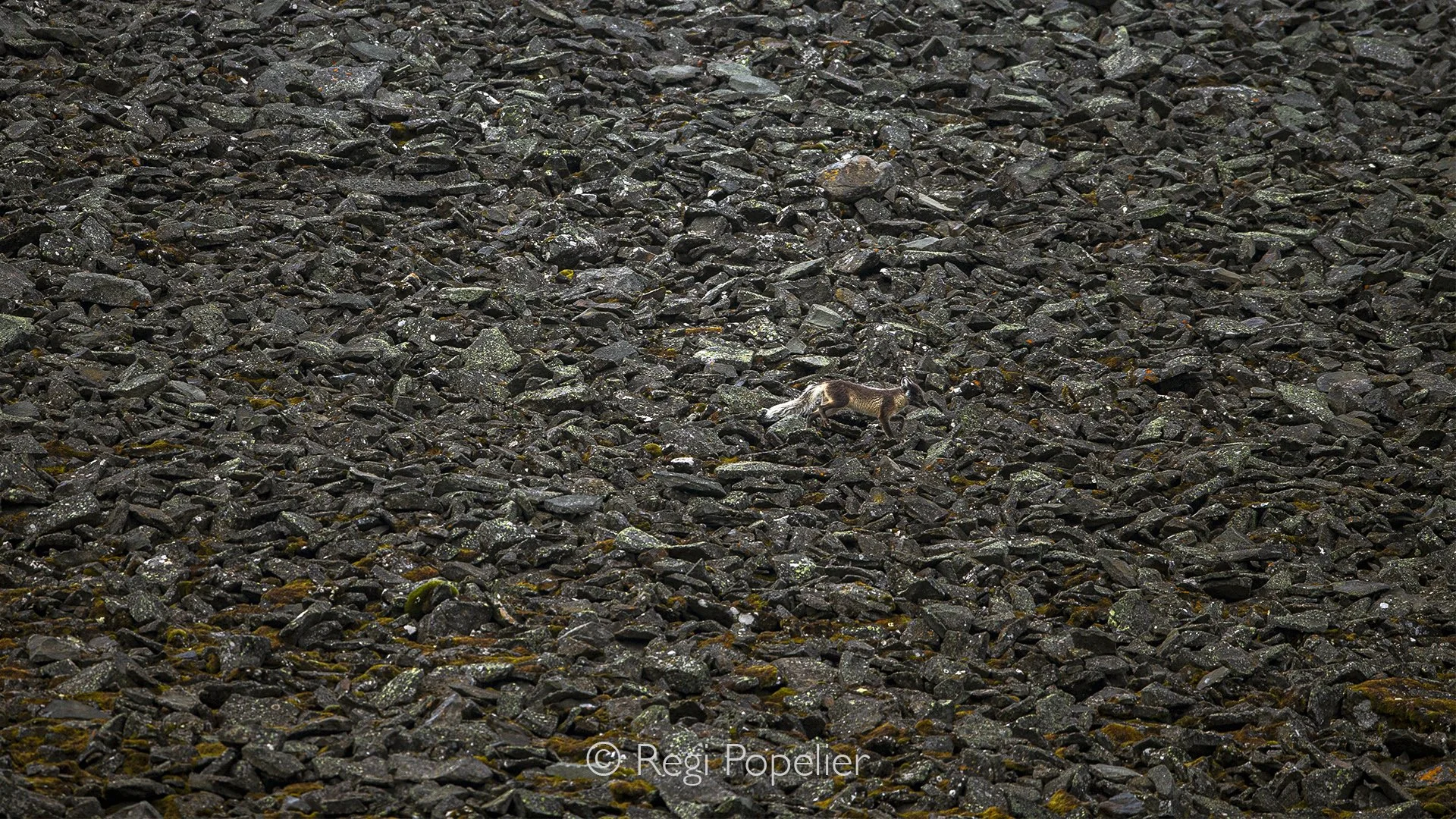 NPOLE083 -Lone Arctic fox crossing the stones, its patchy coat revealing the transition from winter white to summer brown.
