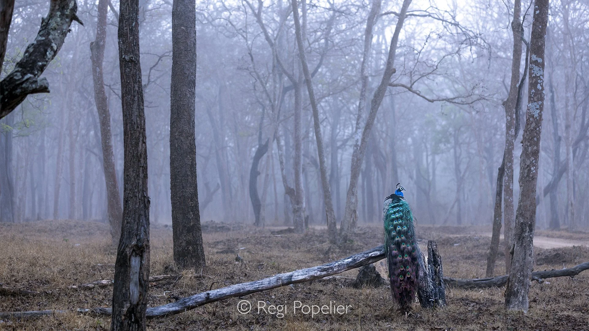 INDIA092 - a fine greeting at morning 