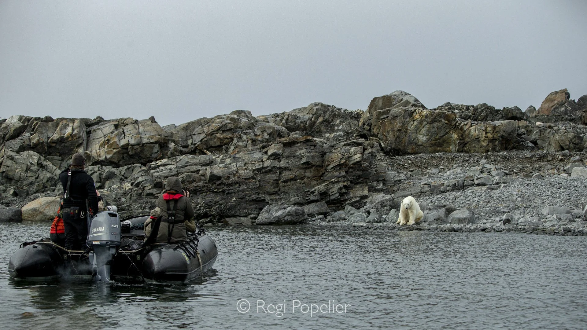 NPOLE044 - A polar bear observes our zodiac quietly as we drift past at a respectful distance.