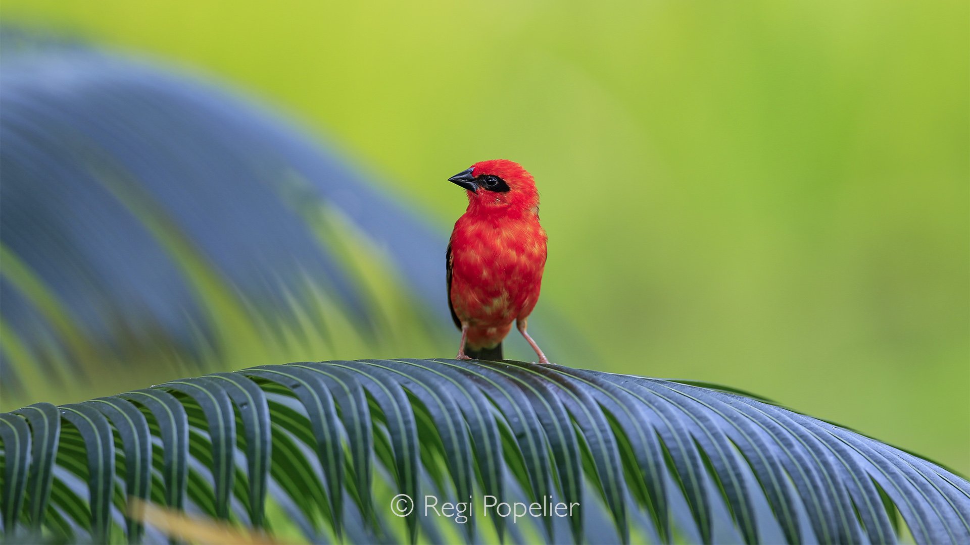 Seychelles018 -  Red Cardinal Foudia Madagascariensis bird perched on a palm leaf.