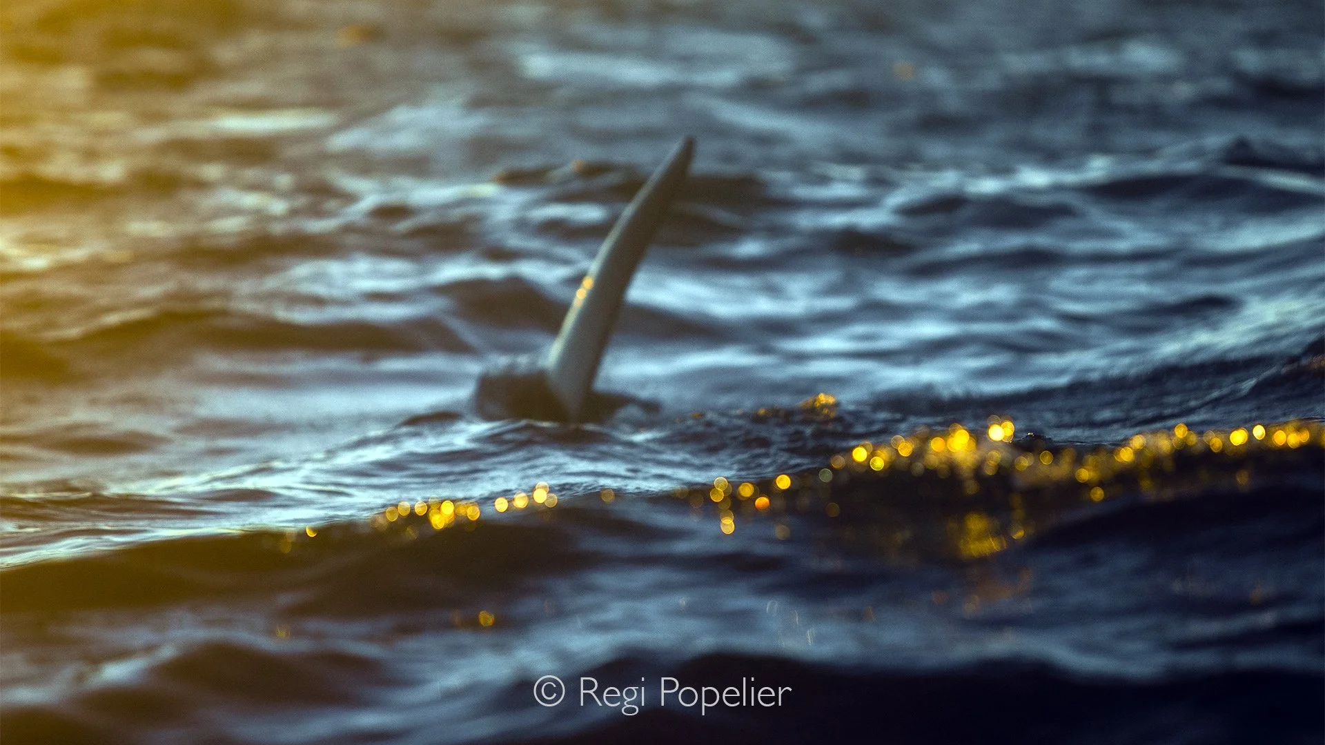 NORWAY025 - Bathed in warm evening light, the dorsal fin of an orca surfaces in complete silence, offering a fleeting moment of grace against the glowing northern horizon.