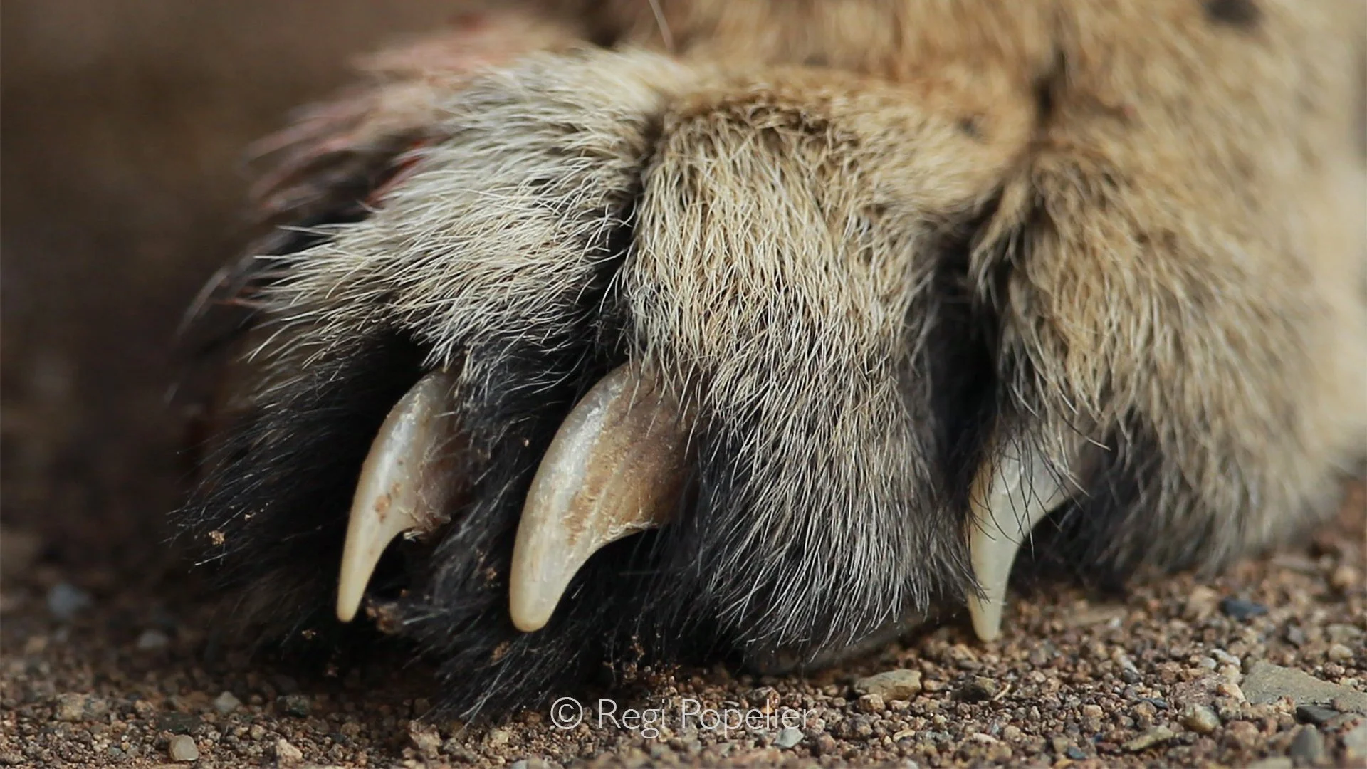 Namibia067 - A close-up with the fast lane.
