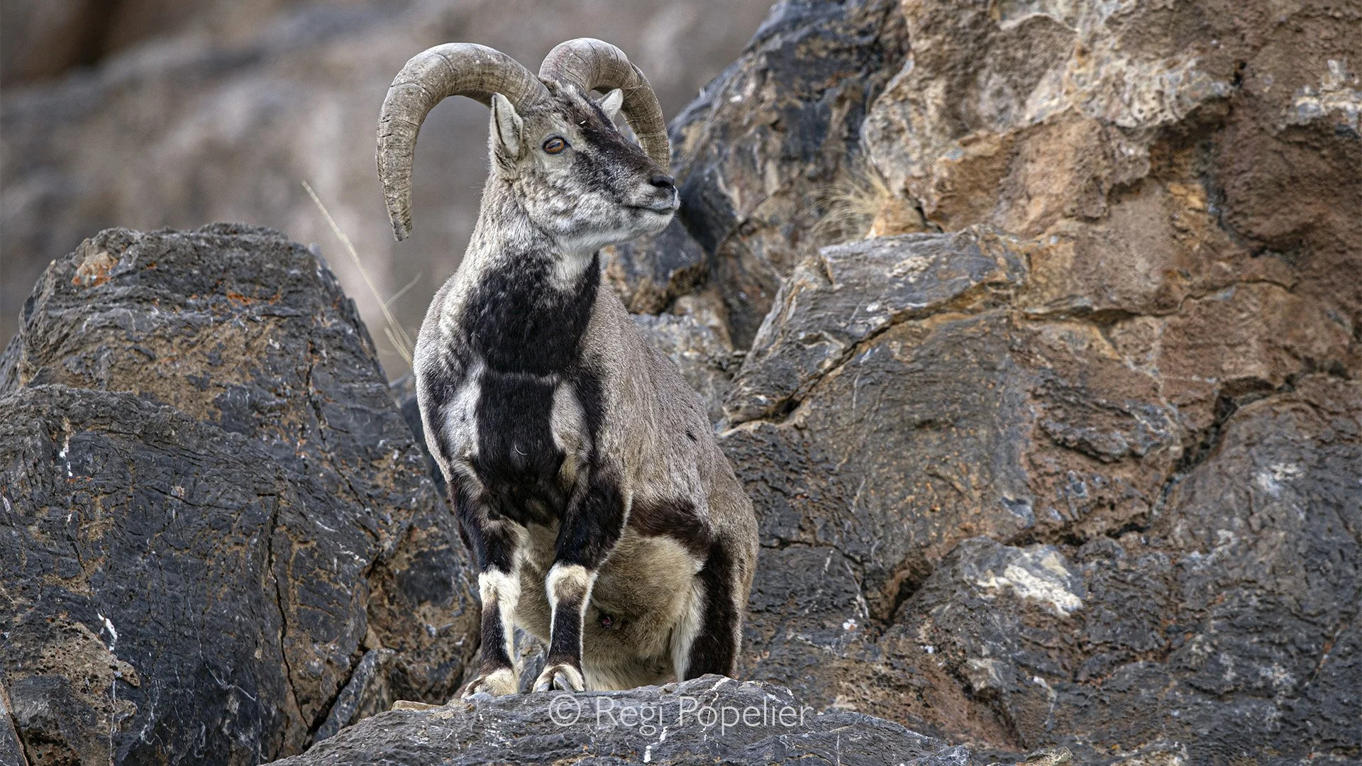 HIMA018 -  Bleu sheep in their favorite habitat. 