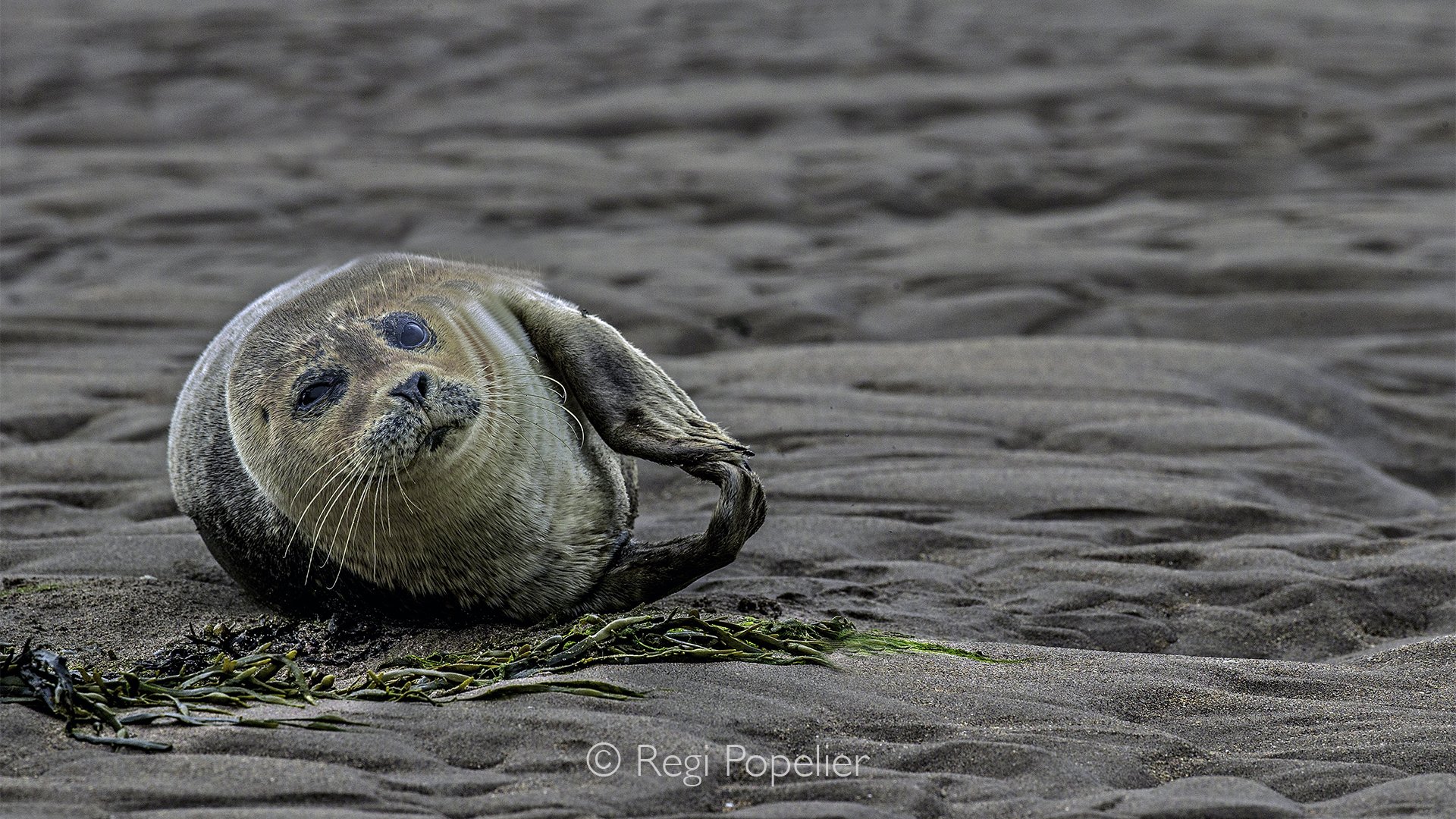 Scotland017  -  Unable to swim effectively at birth, vulnerable pups remain entirely landbound on rocky ledges and sandy beaches while their mothers hunt nearby.