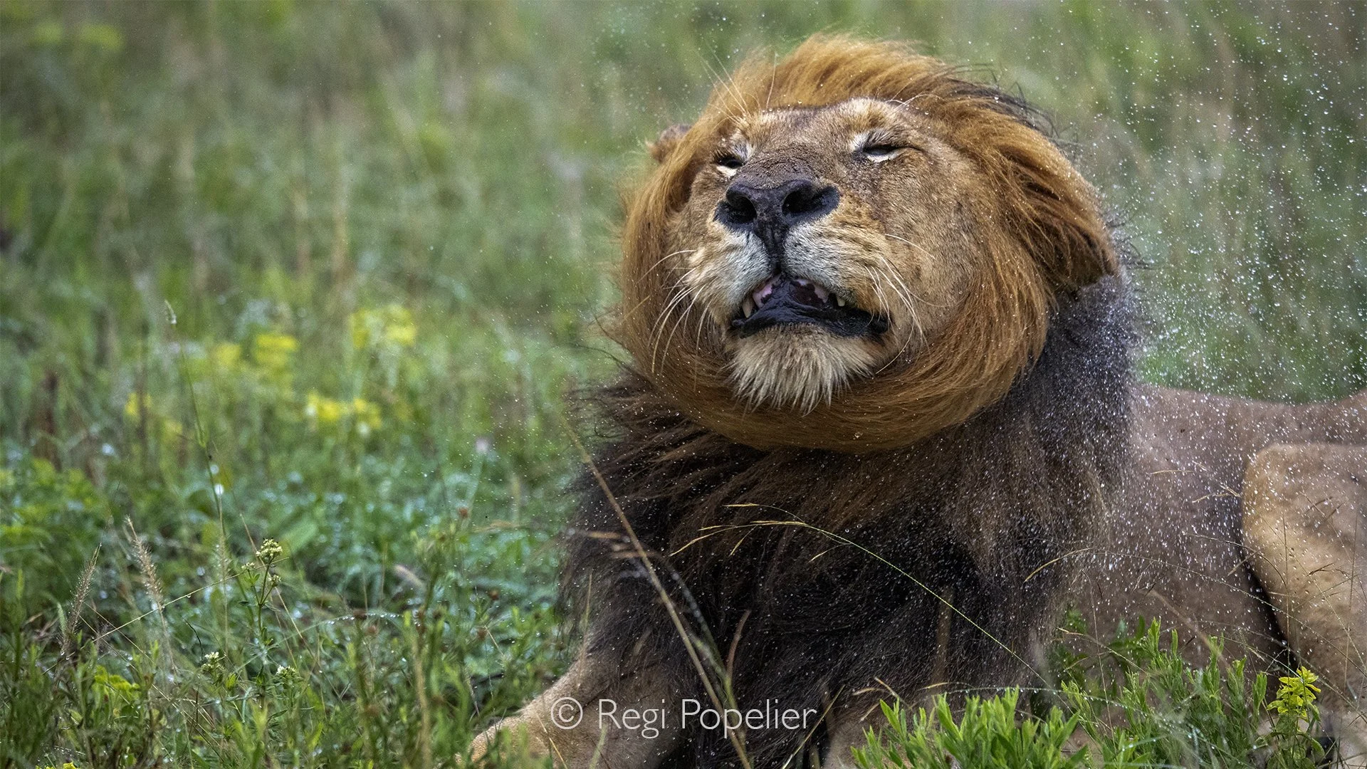 South Africa107 - As the rain continued to fall at Inyati, this magnificent male lion shook the water from his soaked fur, sending droplets flying in every direction.