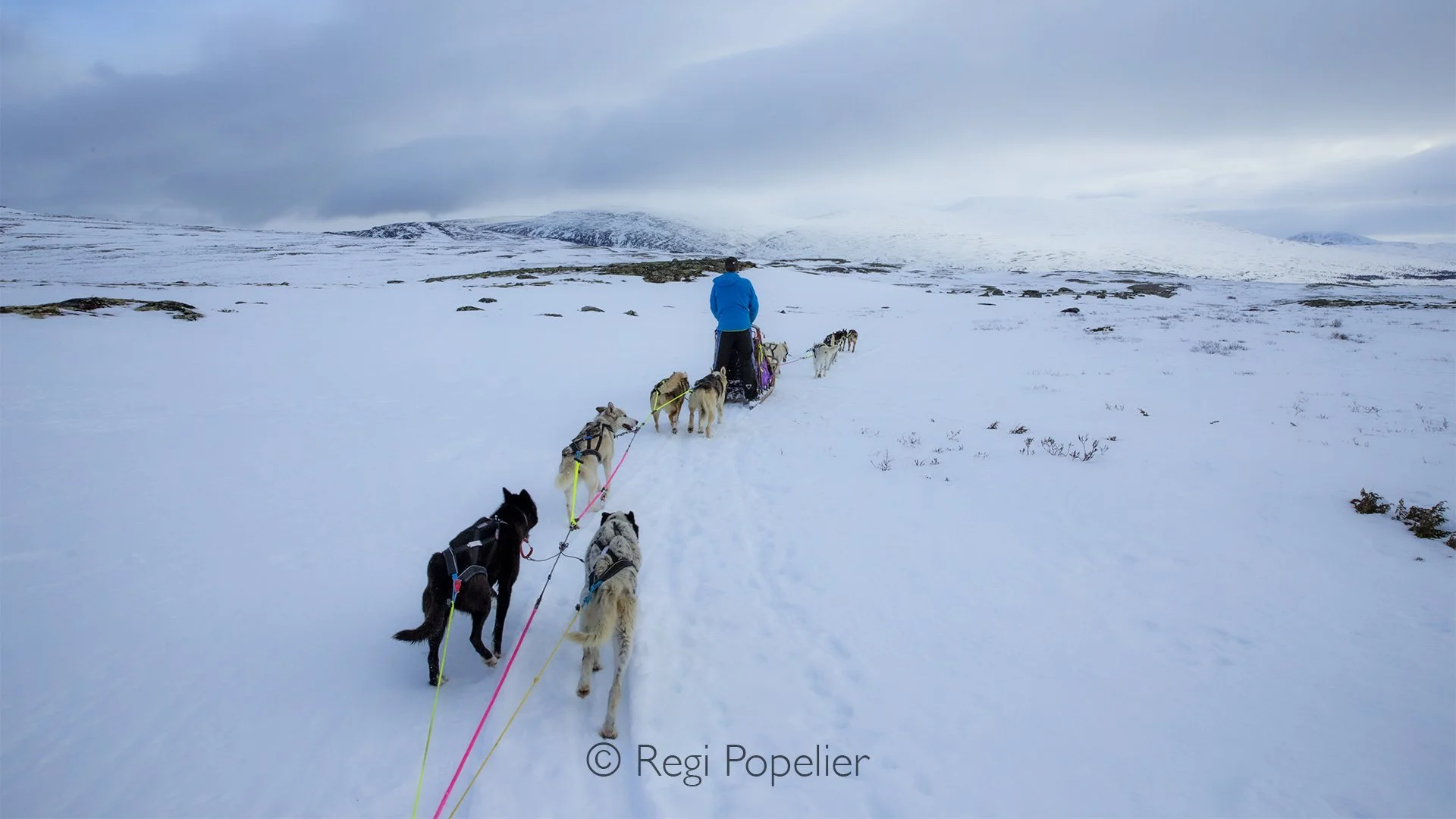 NORWAY059 - Powerful yet gentle, sled dogs are born for the Arctic. Their endurance, intelligence, and unbreakable bond with both their team and musher have allowed explorers to travel across the frozen North for generations, making them among the mo