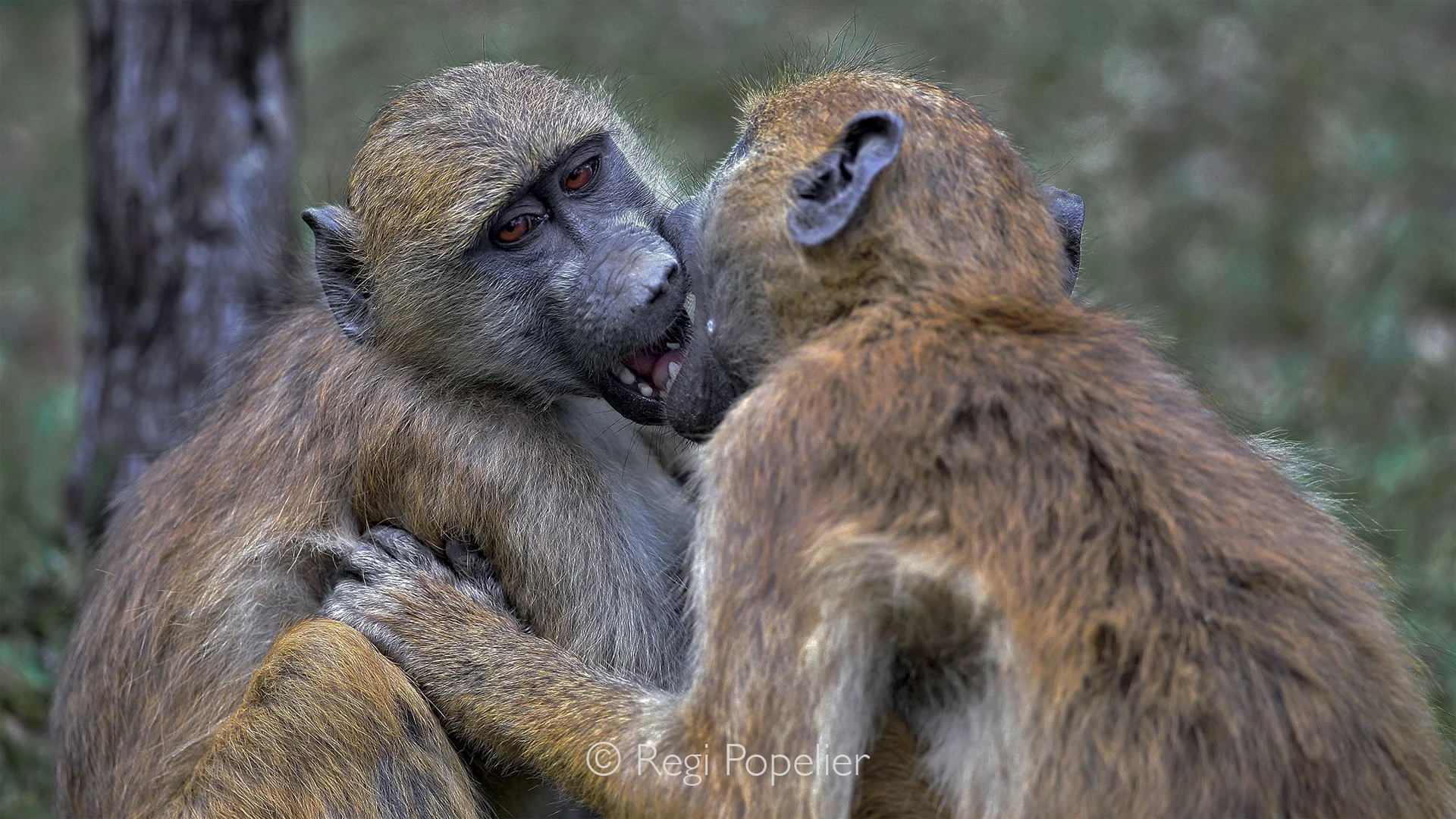 ZAMBIA044 - Yellow Baboon in their play. 