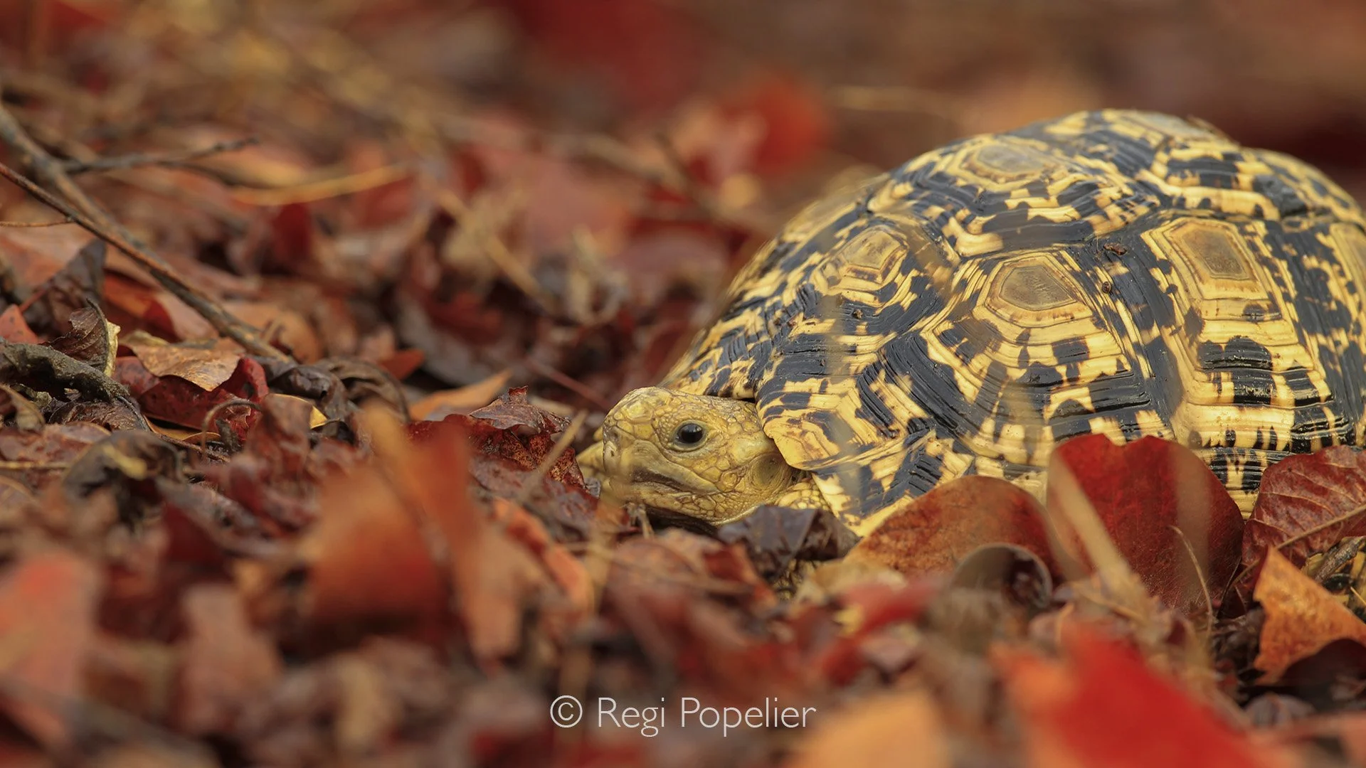 ZAMBIA013 -Leopard tortoise 1 of the 5 small ones 