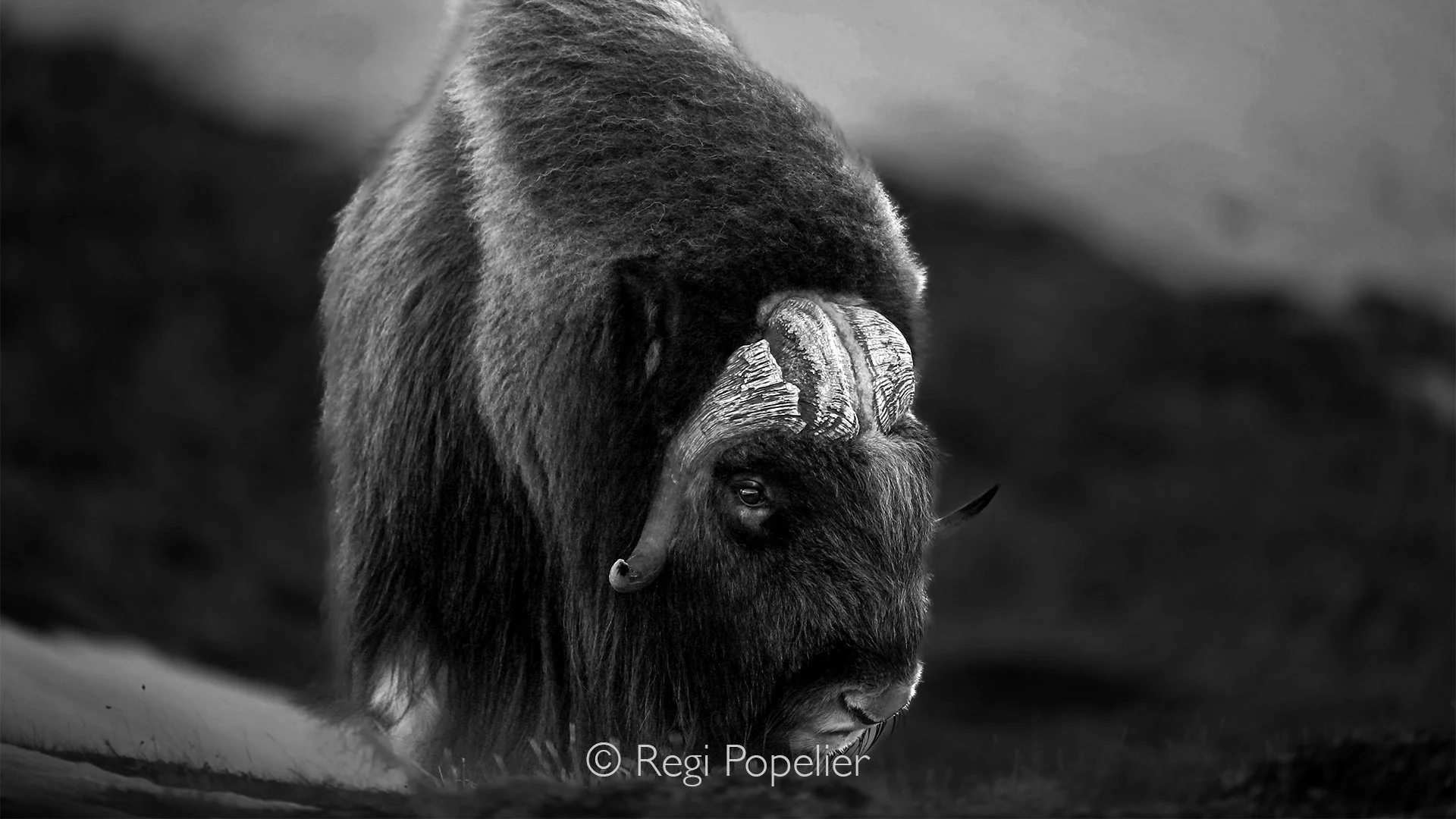 NORWAY043 - Close up in Black and White. 
