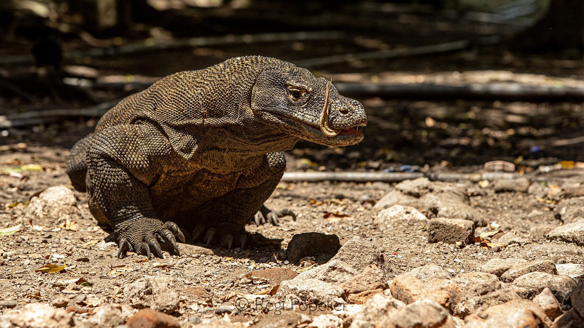 INDO046 - First stop in Flores, and our very first encounter with the Komodo dragons