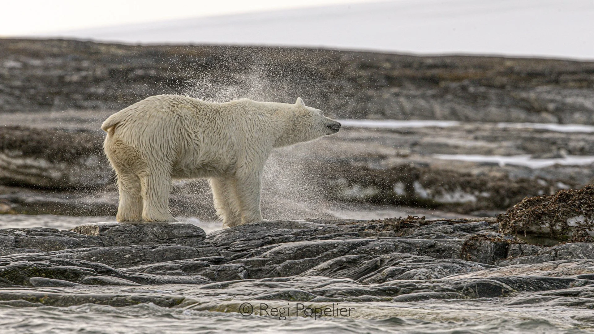 NPOLE031 - A powerful shake sends droplets flying as the bear dries its thick fur.