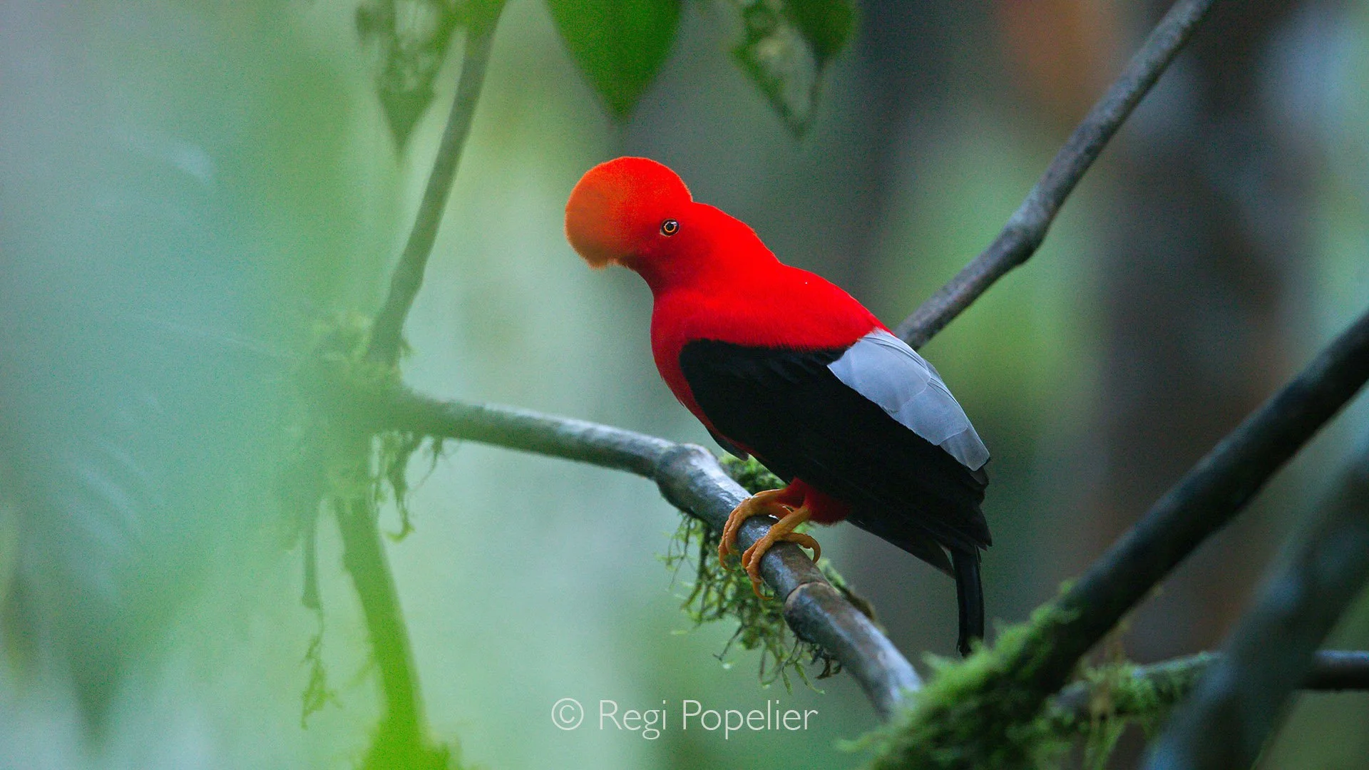 EQ027 - The Andean cock-of-the-rock photographed in Mindo, one of the most iconic birds of the cloud forest.
