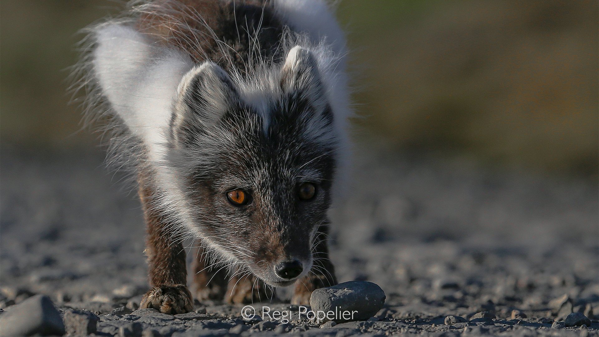 NPOLE088 - Another close encounter with an Arctic fox, showing the beautiful mix of white and dark fur as winter fades away.