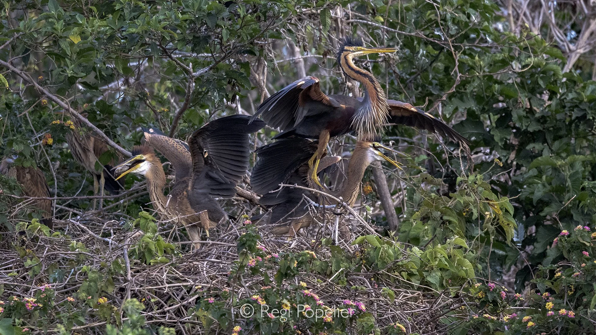 RWANDA069  -  As we gently drift along the tranquil river, an adult purple heron stands motionless above its nest, carefully feeding its hungry chicks. Unaware of our silent passage, the family continues its intimate ritual, offering a rare glimpse i