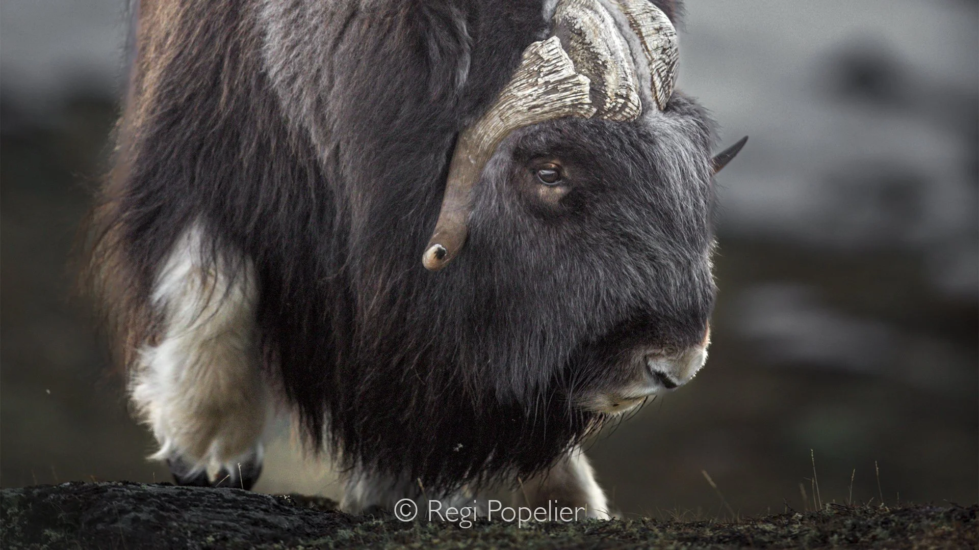 NORWAY044 - A close portrait reveals the strength, wisdom, and resilience carried in the eyes of the musk ox.