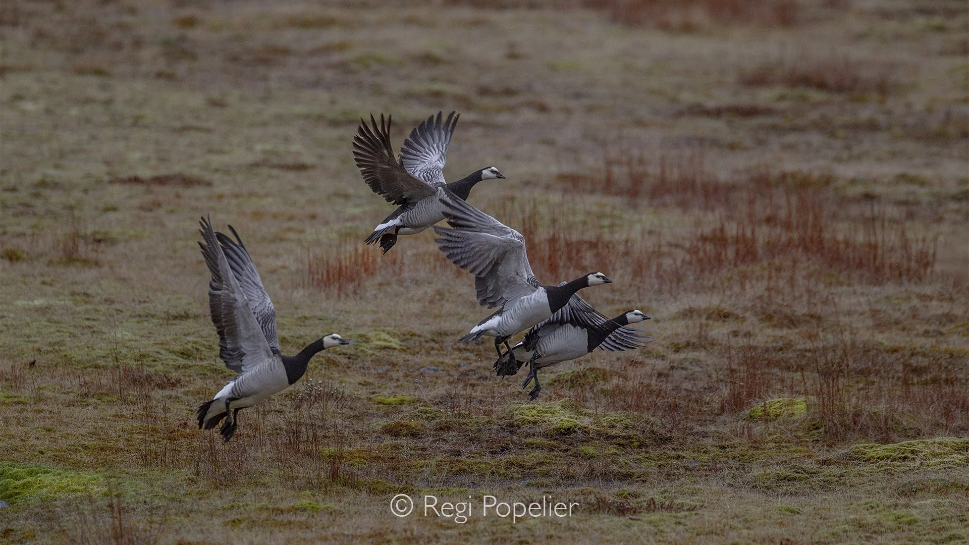 ICEL035 - The Barnacle Goose  starts breeding in Iceland.  The main breeding area is in Southeast Iceland.  Now they are quite common in some areas such as the Glacier Lagoon.