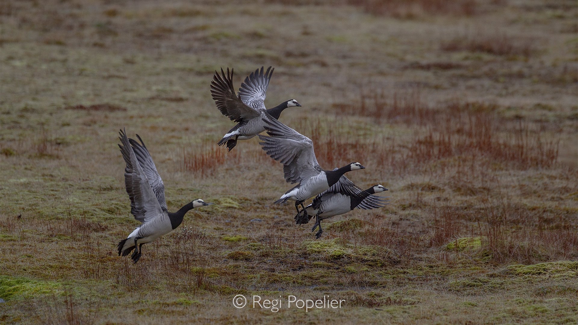 ICEL035 - The Barnacle Goose  starts breeding in Iceland. The main breeding area is in Southeast Iceland. Now they are quite common in some areas such as the Glacier Lagoon.