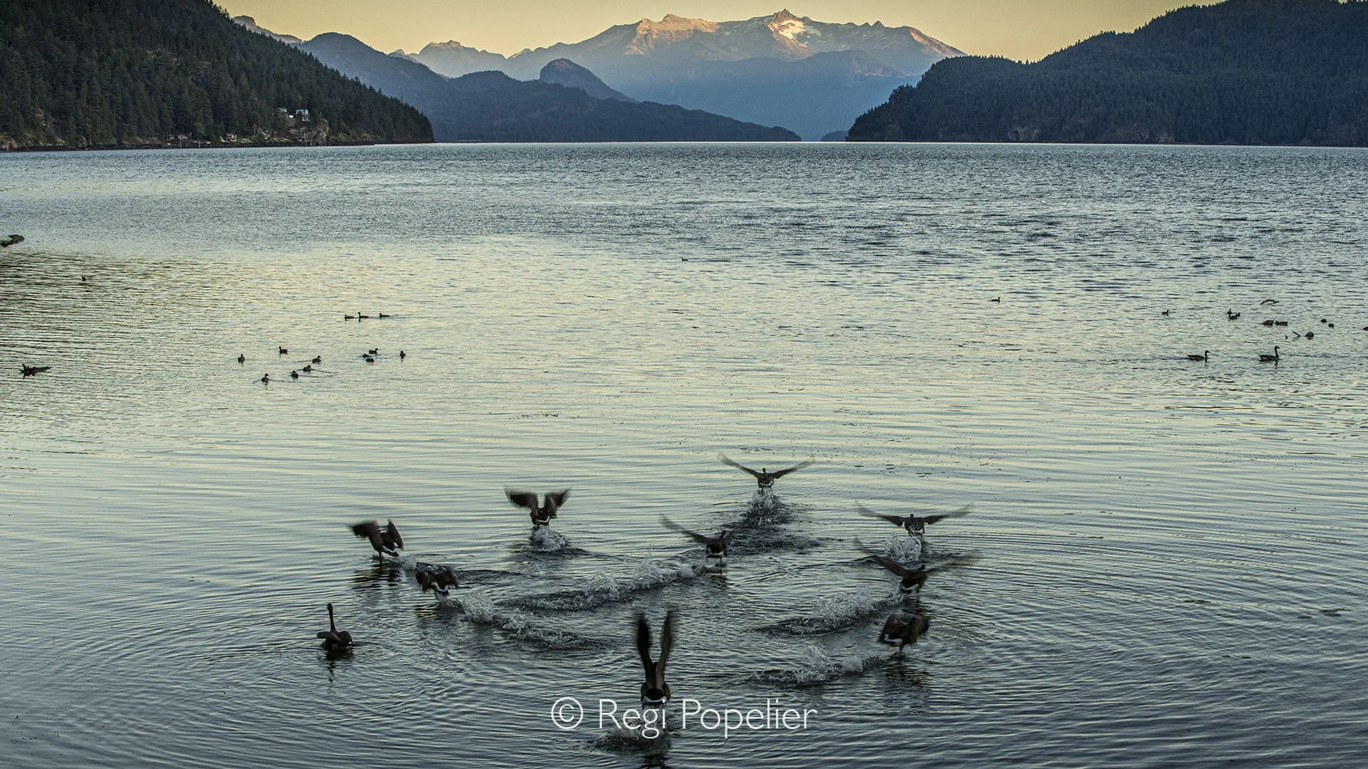 CAN002 - Group of Canadian goose rises into the quiet, wings carrying it toward still water and solitude.