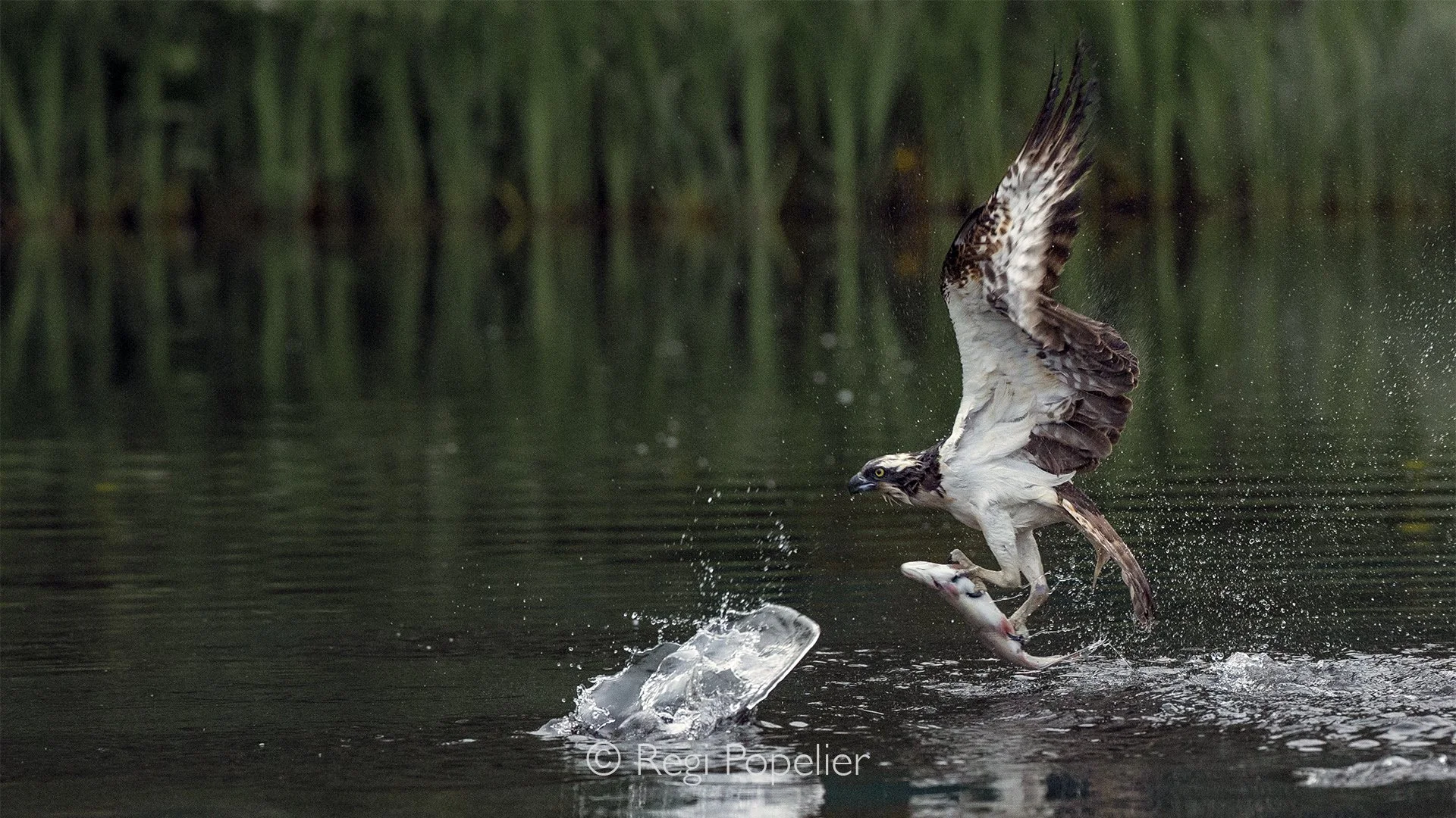 Scotland059 - Rising from the lake, the osprey carries its catch firmly in its talons, water streaming from its feathers.