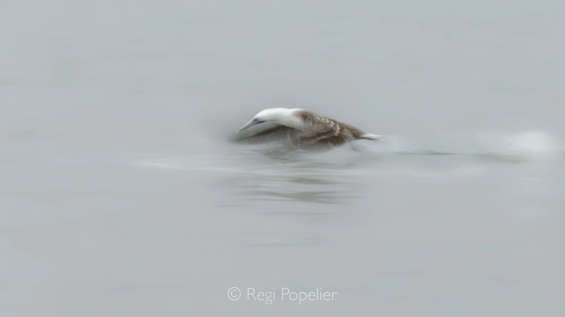 PERU022 -  A bleu footed booby glides effortlessly above the endless Pacific, its sharp eyes focused below as it searches for the perfect moment to strike