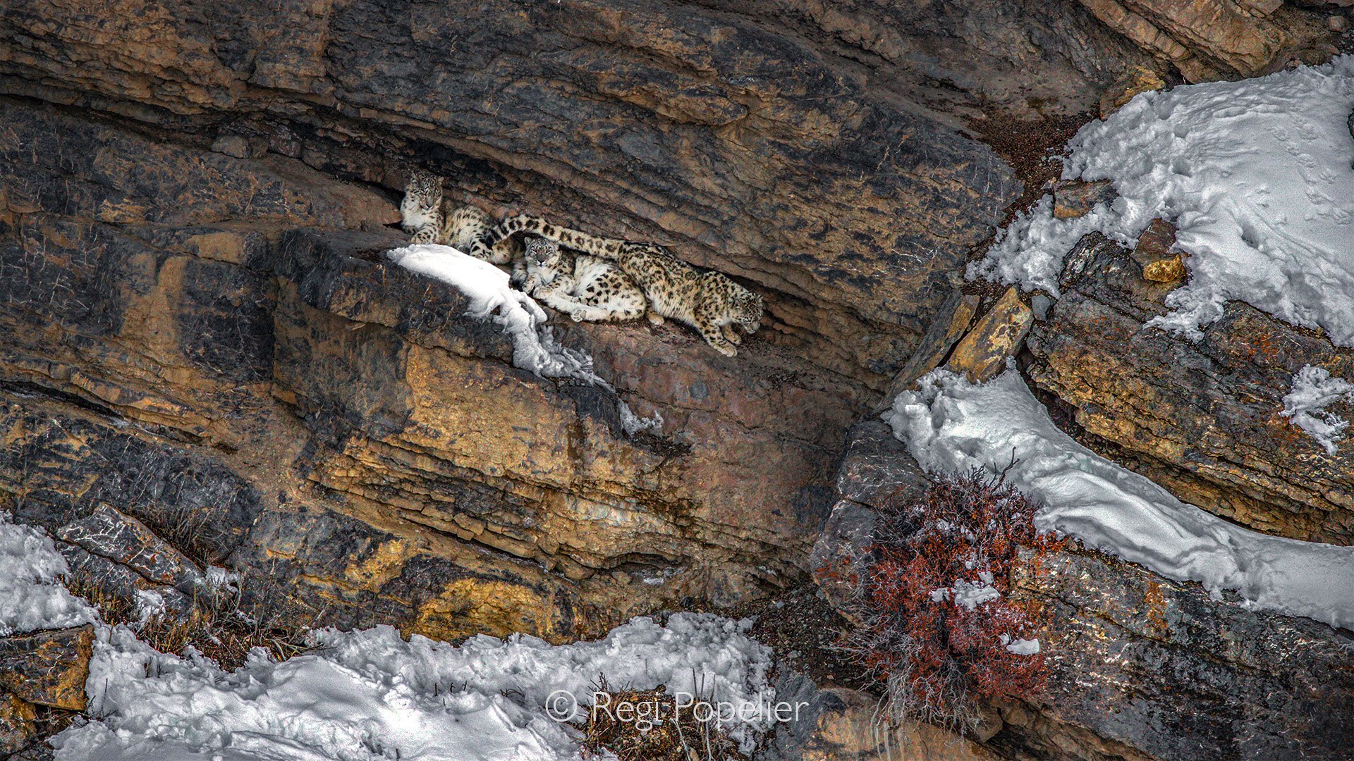 HIMA043 - Mother with her 2 nearly adult cubs, hidden and safe for the upcoming snow storm. 