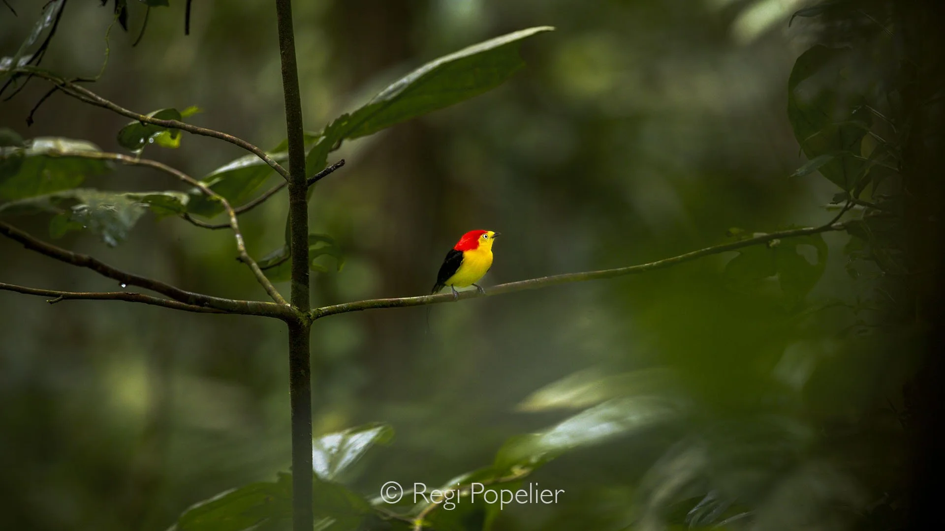 EQ023 - The beautiful  Wire-tailed manakin (Pipra filicauda) Limoncocha. 


