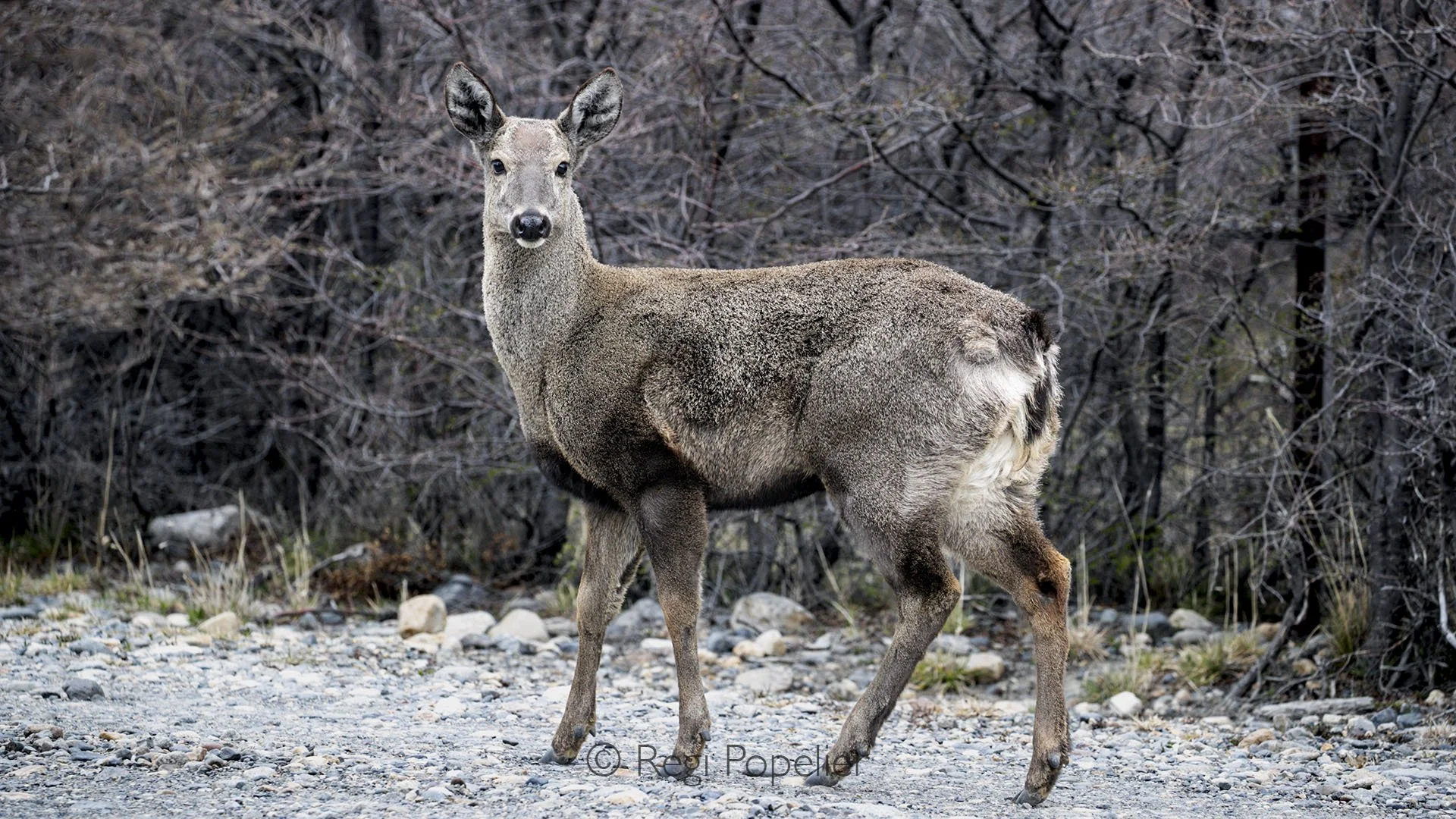 ARG009 - Endangered Andean deer, this is  a rare glimpse of Patagonia’s elusive wildlife in its natural habitat.