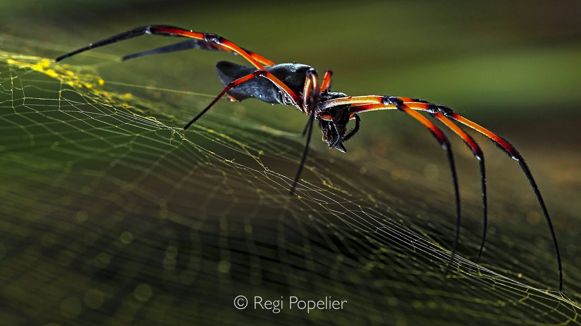 Seychelles024 - Palm spider (Nephila inaurata) on her web, female, Praslin Island.