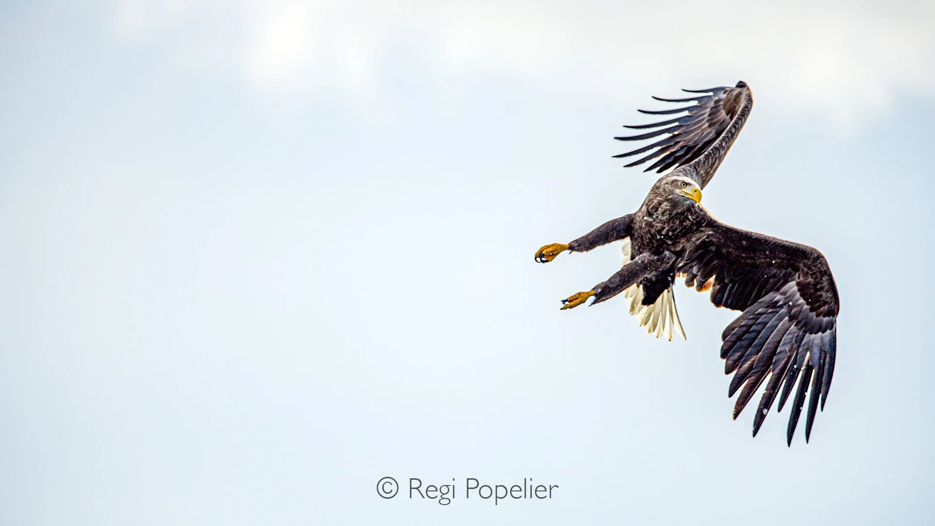 HOK049 - In full swing the white tailed sea eagle 