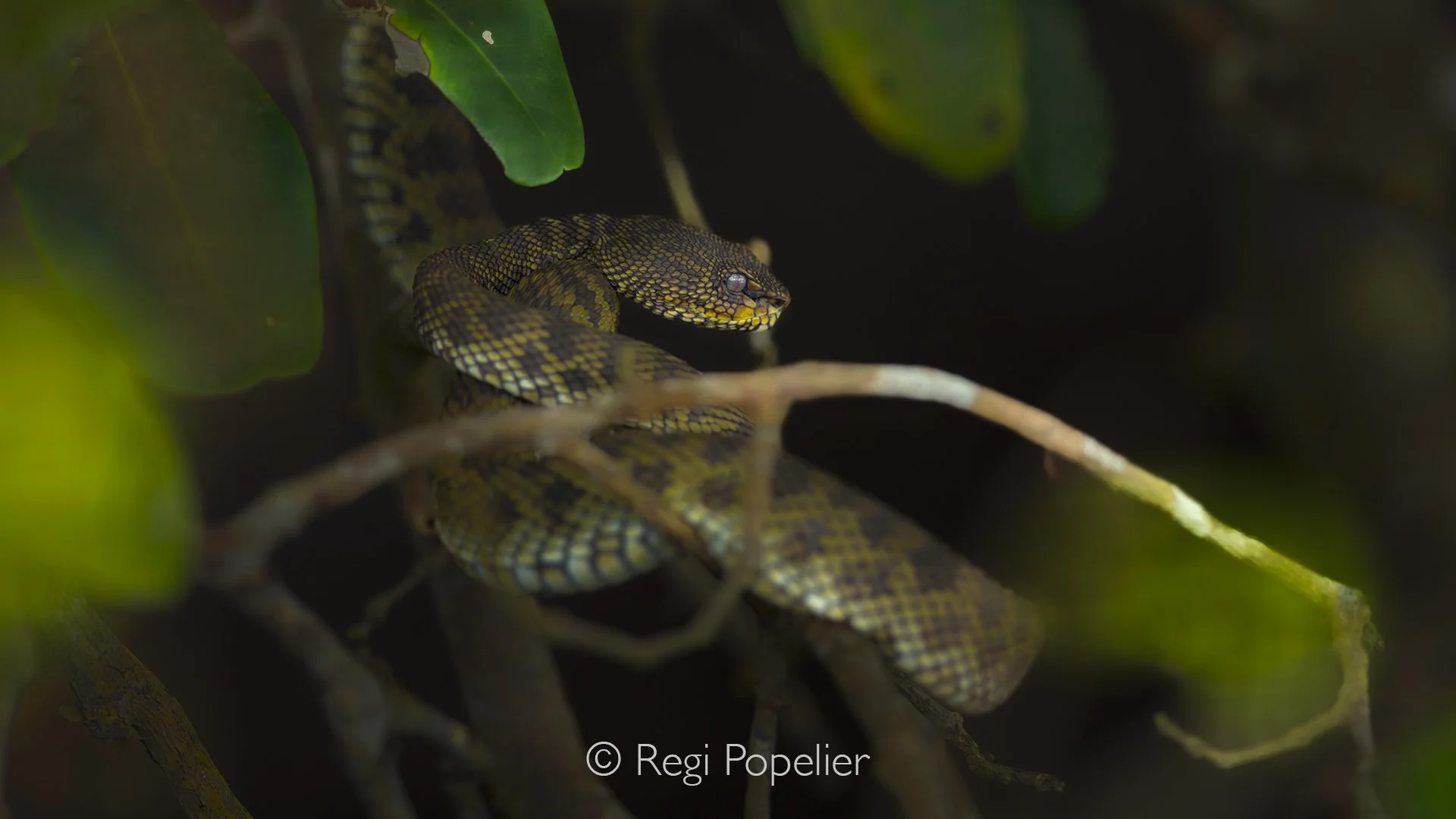 MALAS019 - Eastern Brown Snake?.