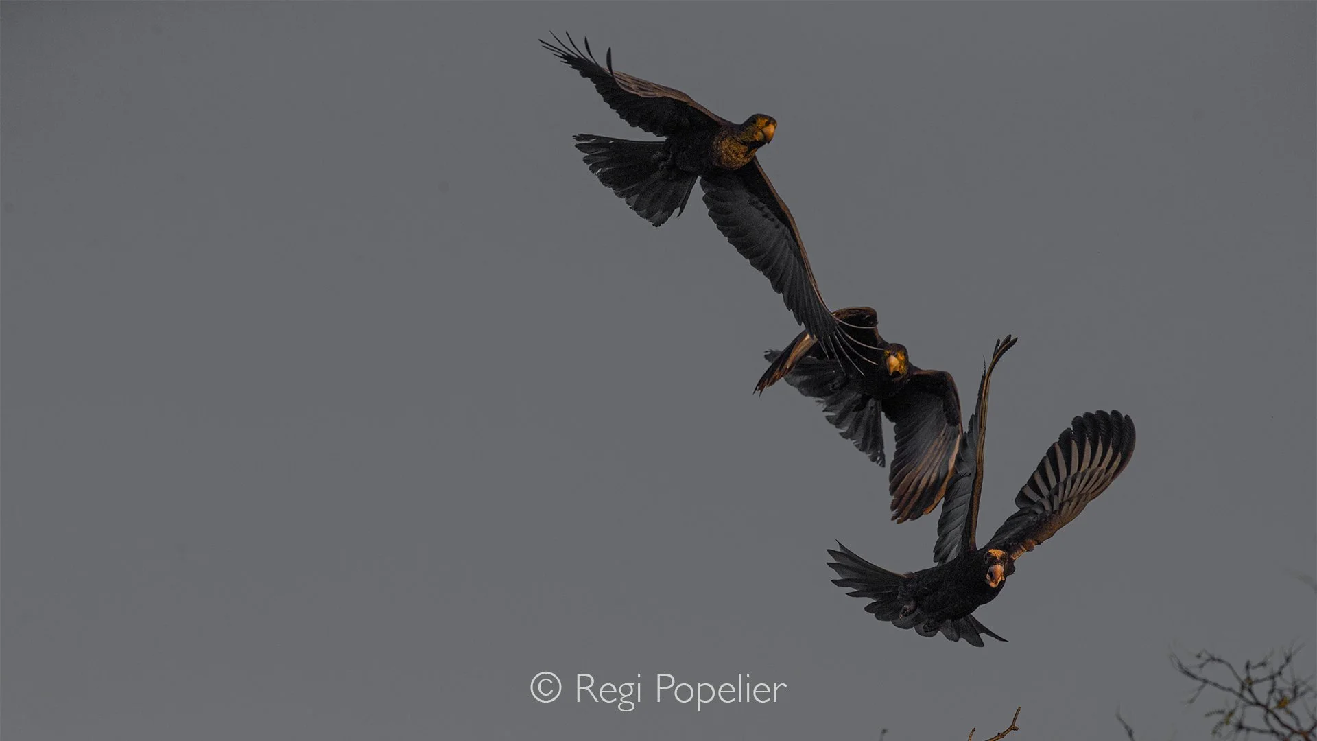 MADA014 - The black parrots of Madagascar, known as Vasa parrots, are highly unusual birds native to the island
