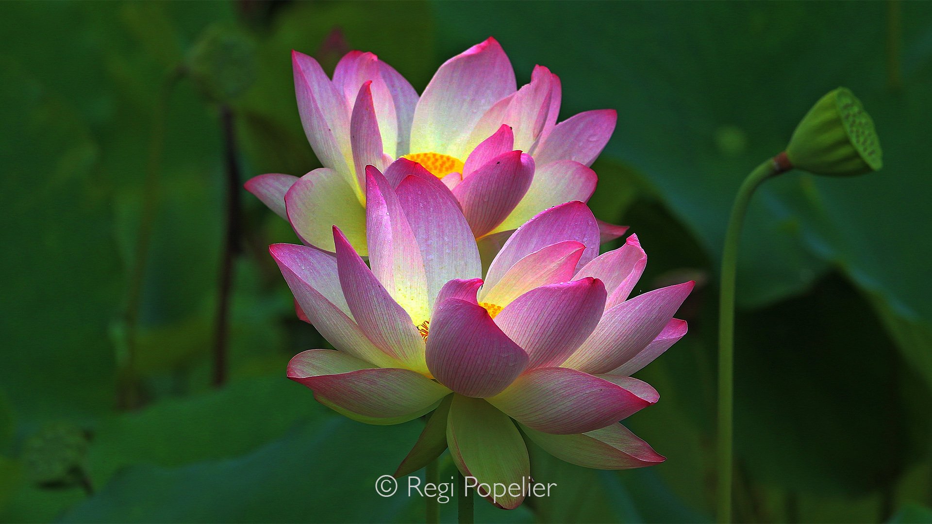 JAP026 - Even near major cities such as Nagano, vast lotus fields can be found. After flowering, the roots are harvested for culinary purposes.