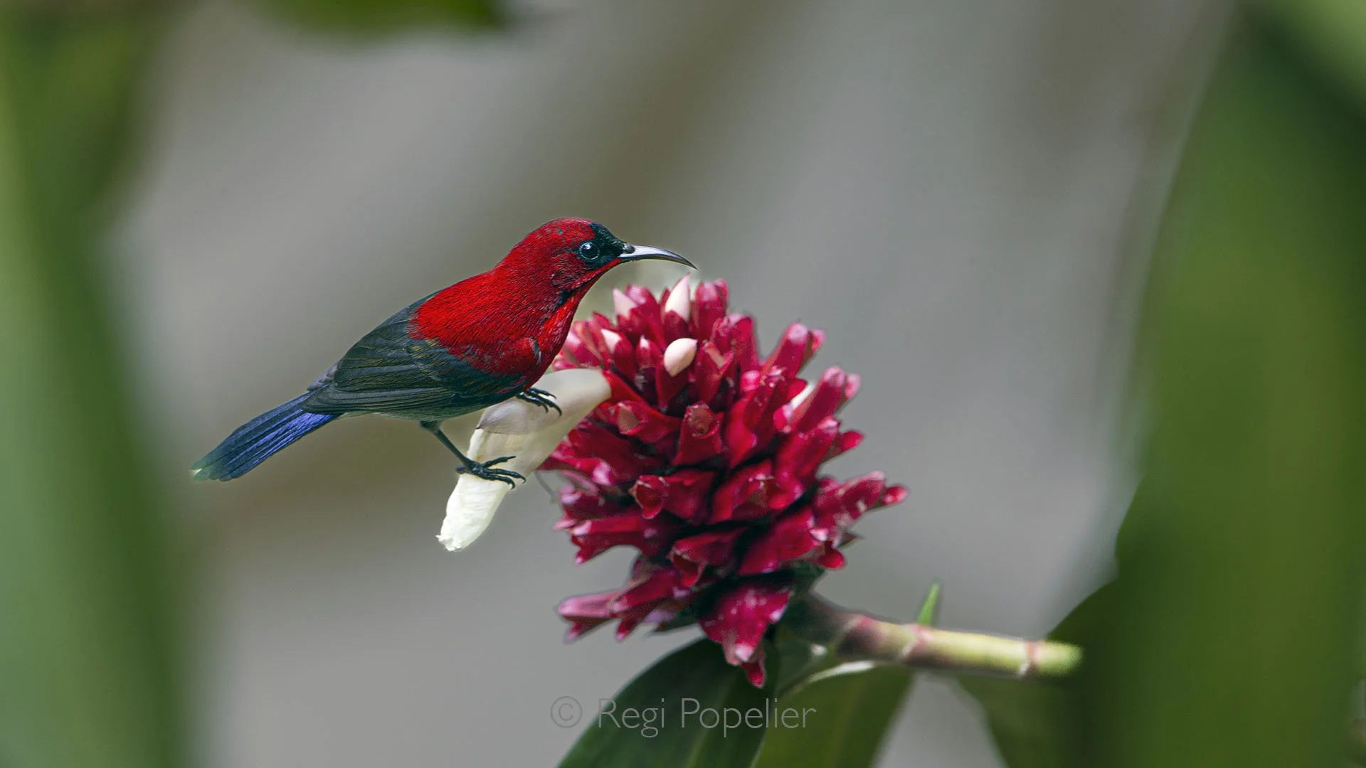 BOR015 - A flash of red in the greenery, the crimson sunbird hovers delicately, its tiny beak sipping nectar from a vibrant bloom, a fleeting moment of nature’s brilliance.