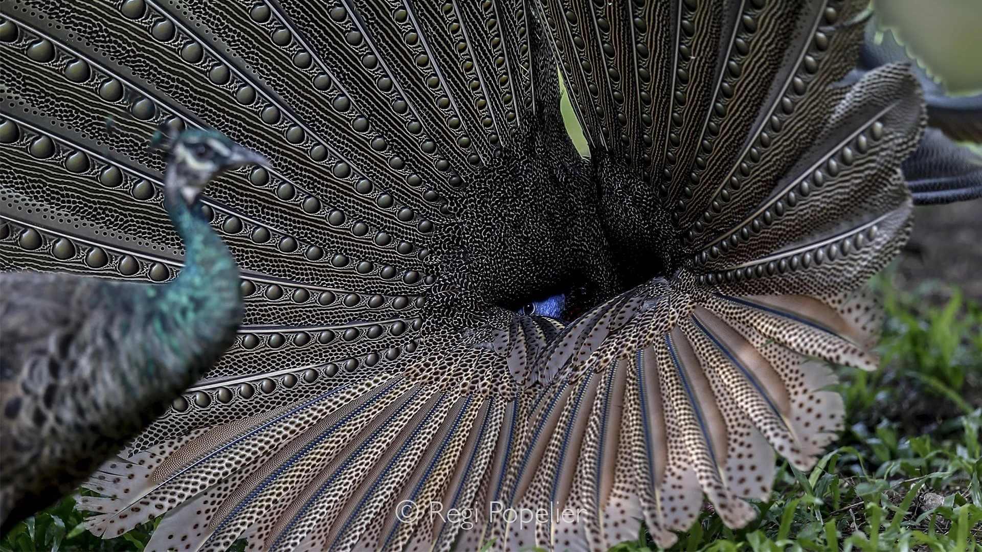 MALAS007 - This great Argus Pheasant hopes to impress a female.  