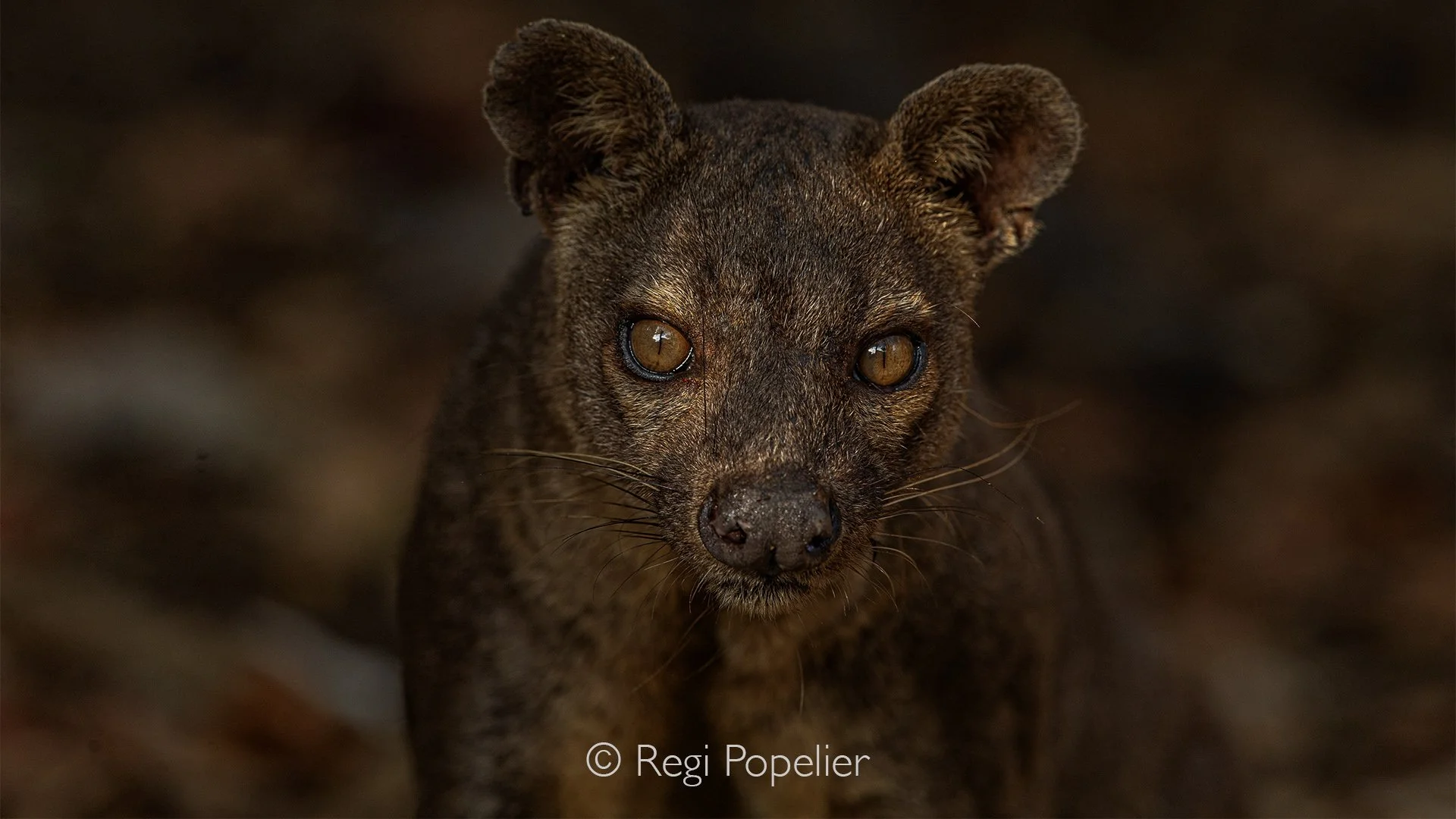 MADA041 - Fossa, the apex predator of Madagascar.  