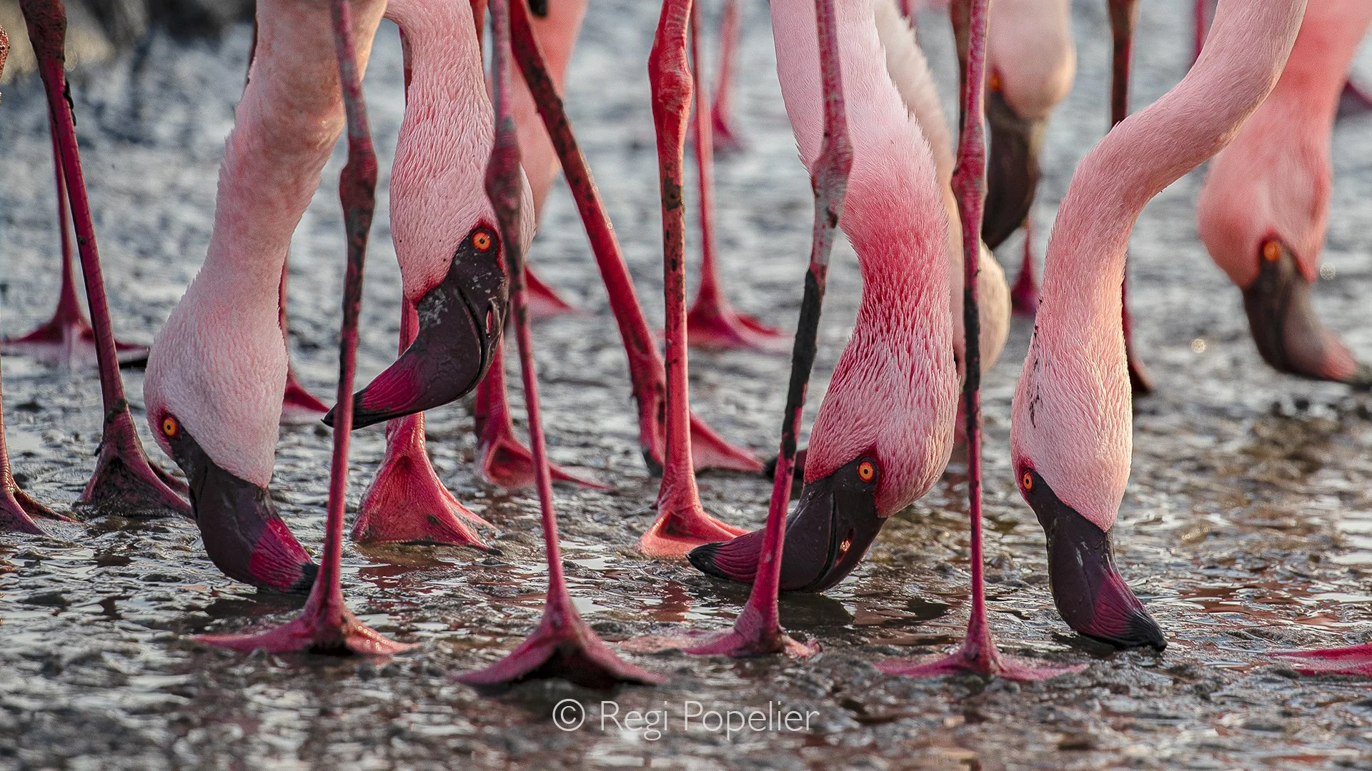 Namibia039 - This expandable pouch of the flamingos isn't for storage, it is a precision tool used to gather, filter out excess fluid, and immediately swallow a whole catch.