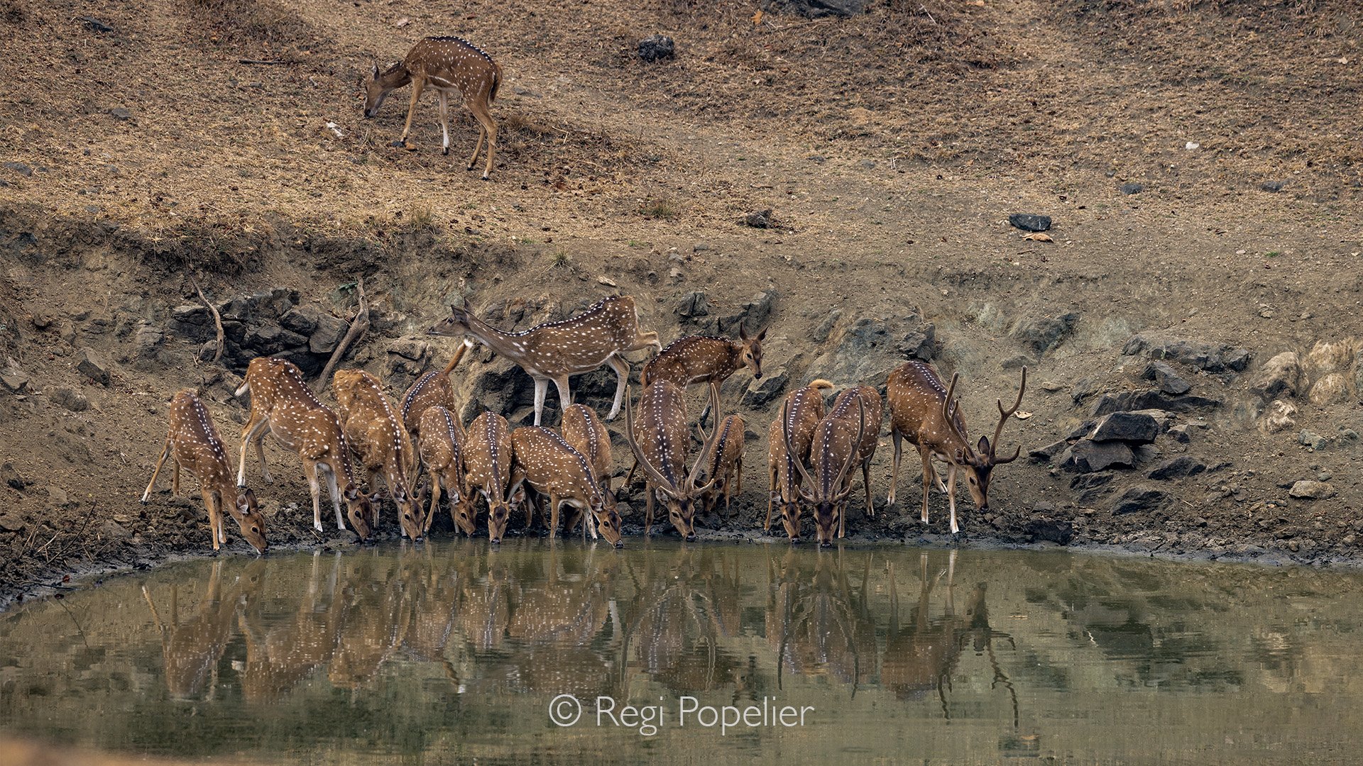 INDIA088 - Spotted deer on a waterhole in Kanha NP