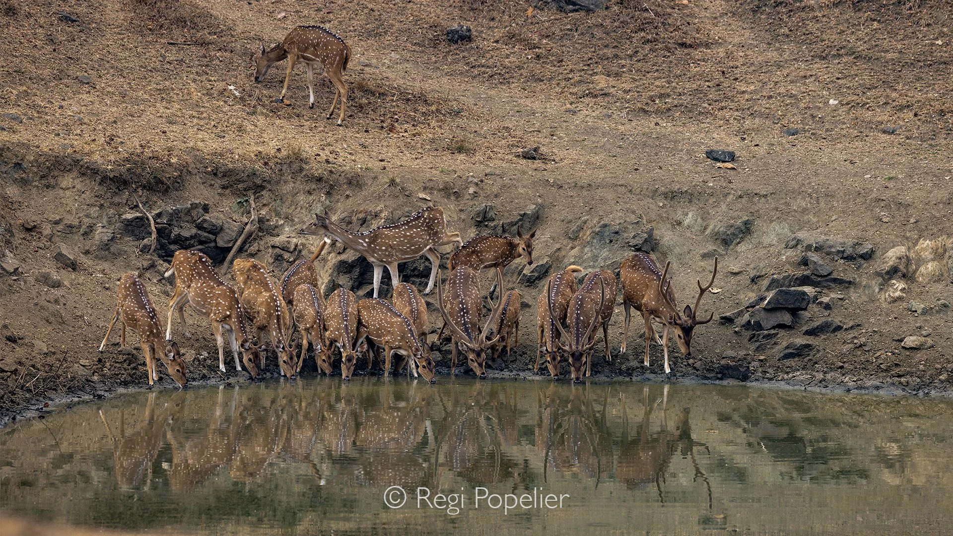 INDIA088 - Spotted deer on a waterhole in Kanha NP.