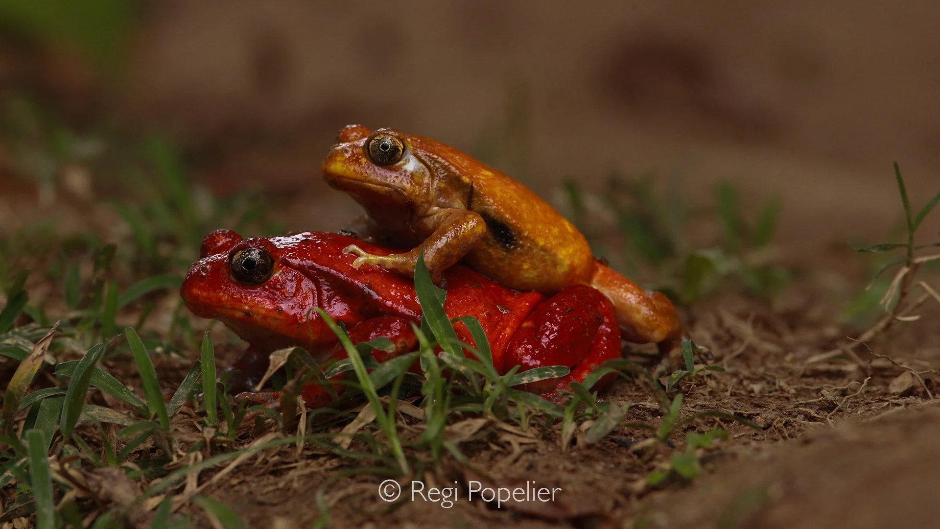 MADA010 - Dyscophus guineti, is an amphibian from the Microhylidae family and lives in the primary forests of Madagascar.