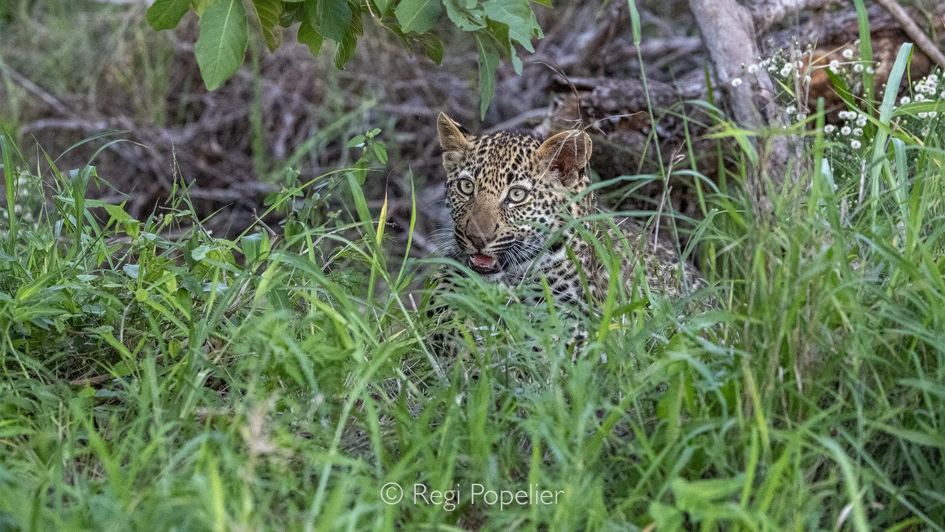 South Africa117  -This young leopard sits quietly among the high grasses, its spotted coat providing perfect camouflage.
