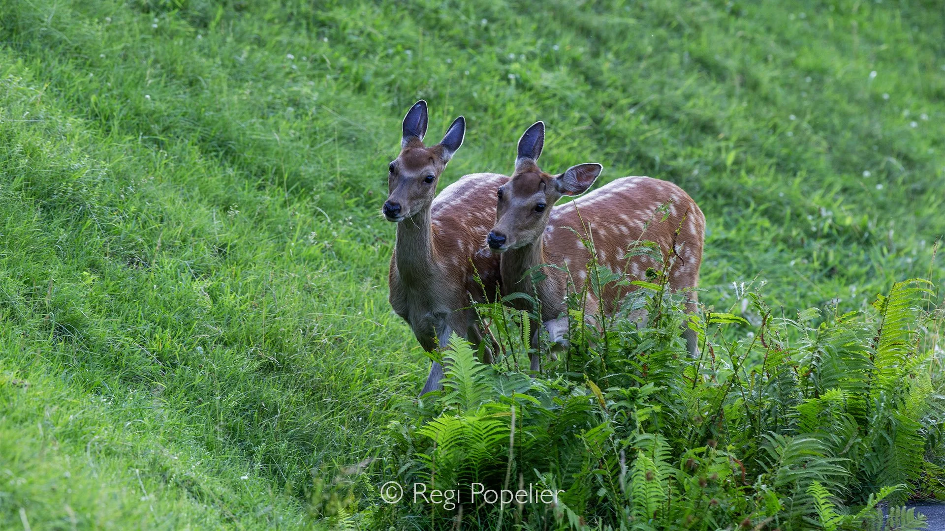 JAP019 - Juvenile deer 