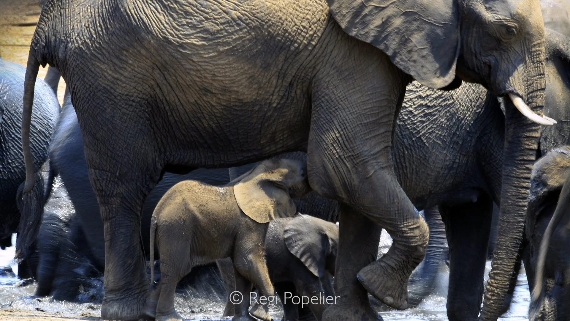 ZIM018 - Tender moments in the chaos of the waterhole — a baby drinks from its mother.