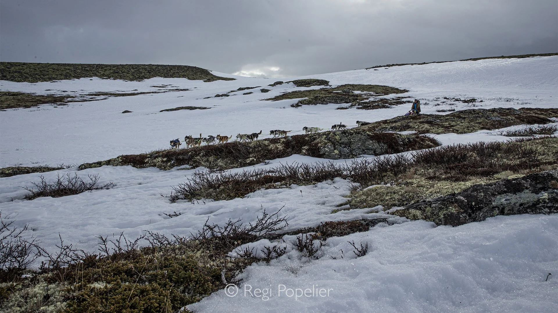 NORWAY058 - As the journey comes to an end, the sled glides across the open Arctic plateau, leaving only a trail of tracks behind while the dogs continue forward with remarkable strength and enthusiasm.