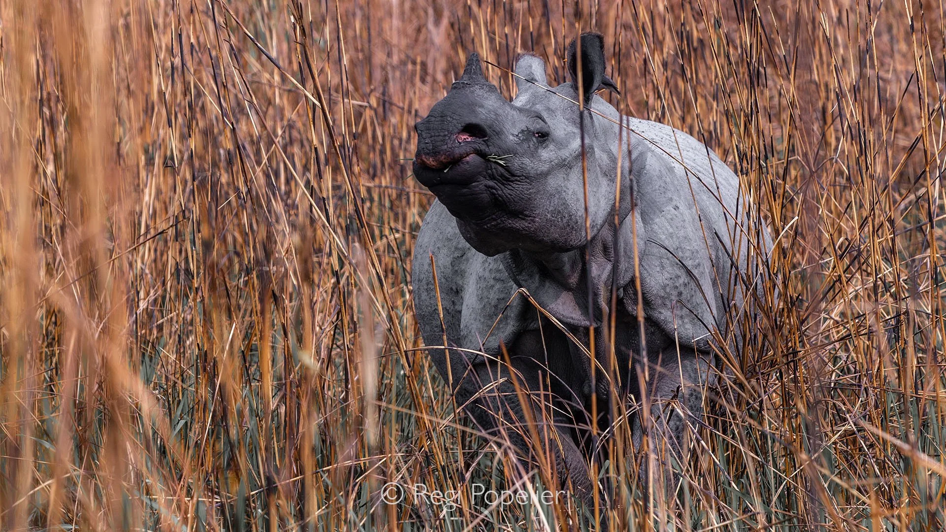 INDIA001 - The impressive Asian Rhino in the high grasses of Kaziranga NP.