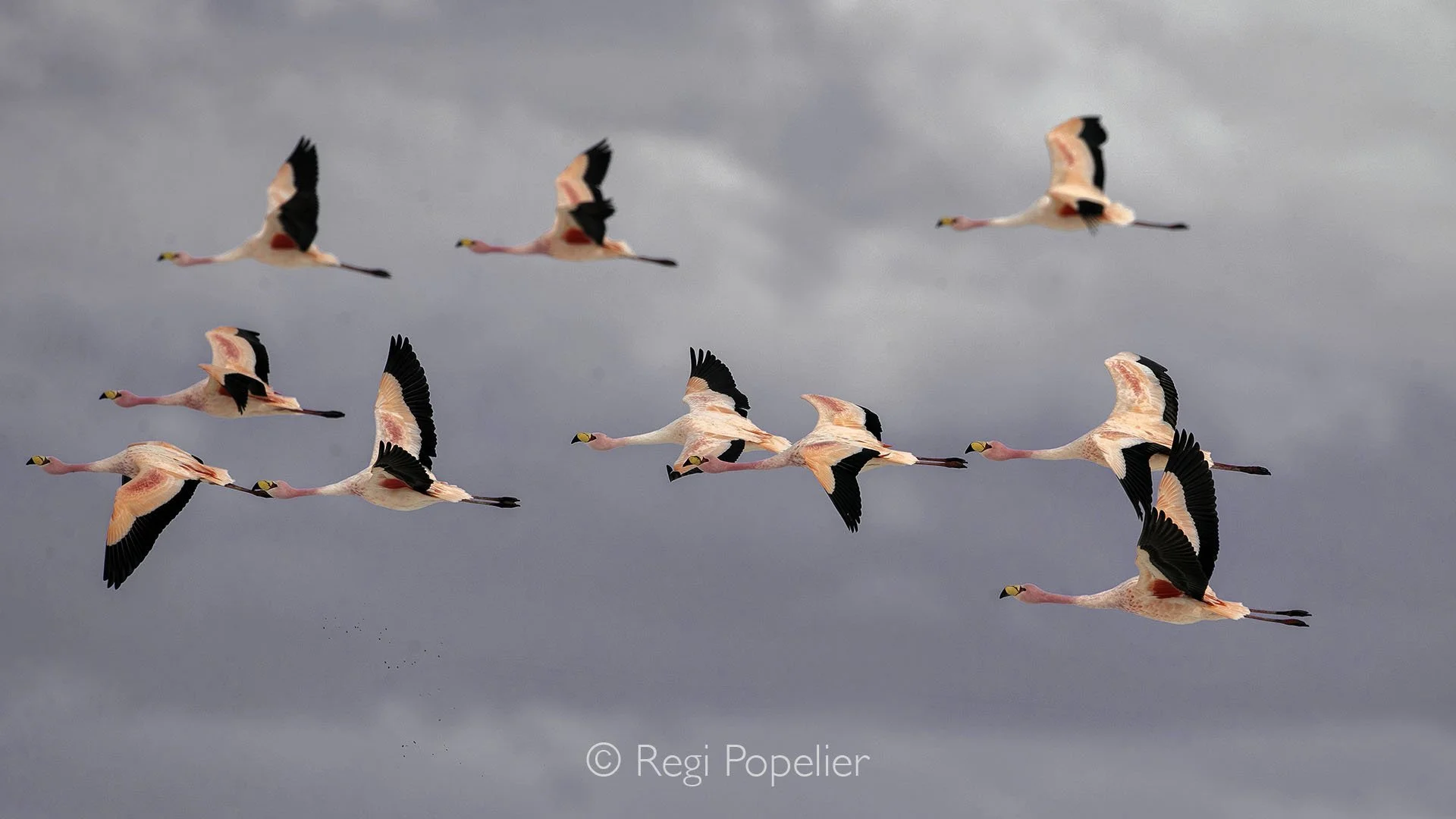 BOL019 - A group of Andean flamingos flying in harmony over the salt flats of Salar de Uyuni, Bolivia’s high altitude paradise comes alive from above.